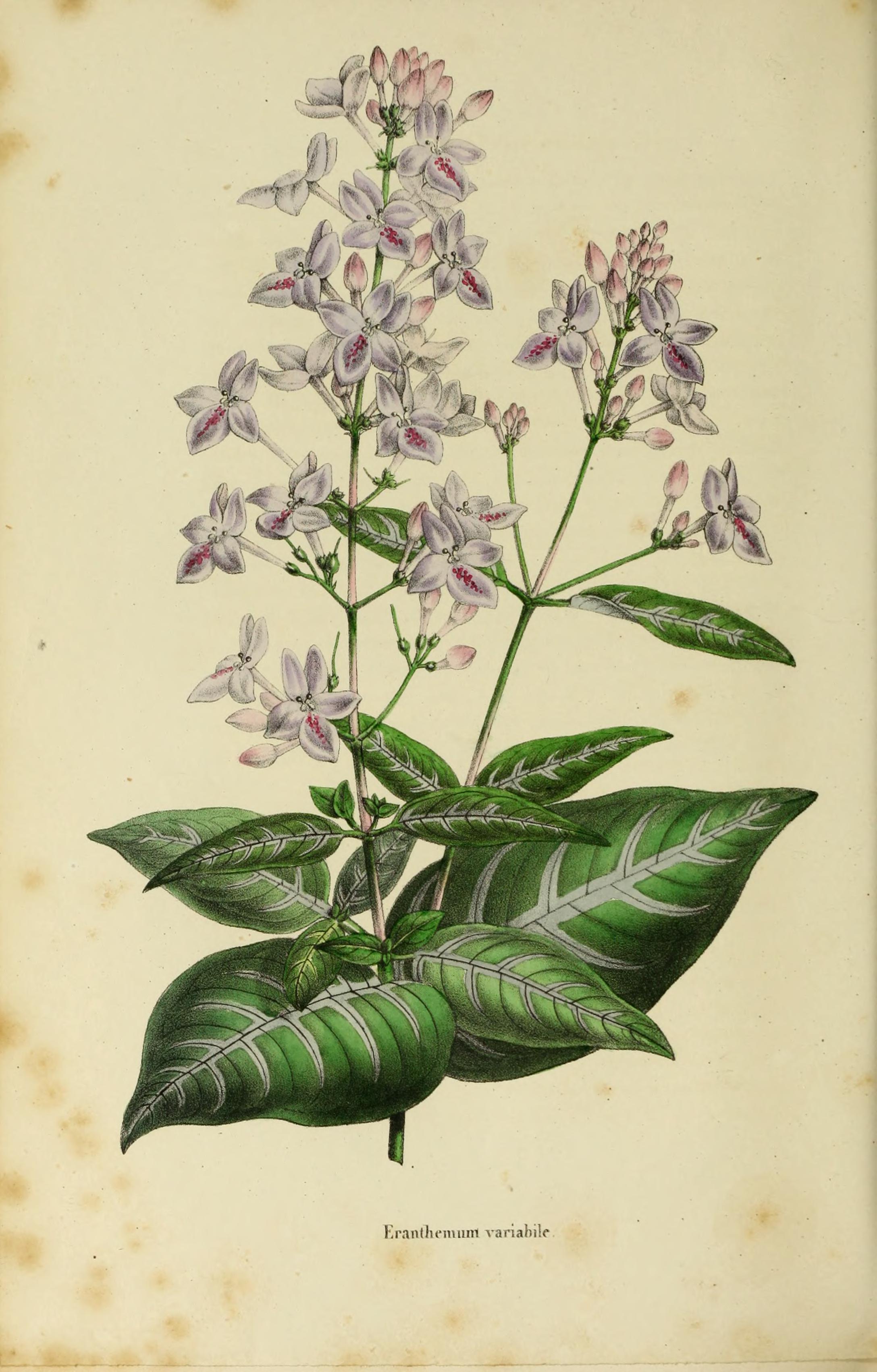 no full size  illustration available (3a)