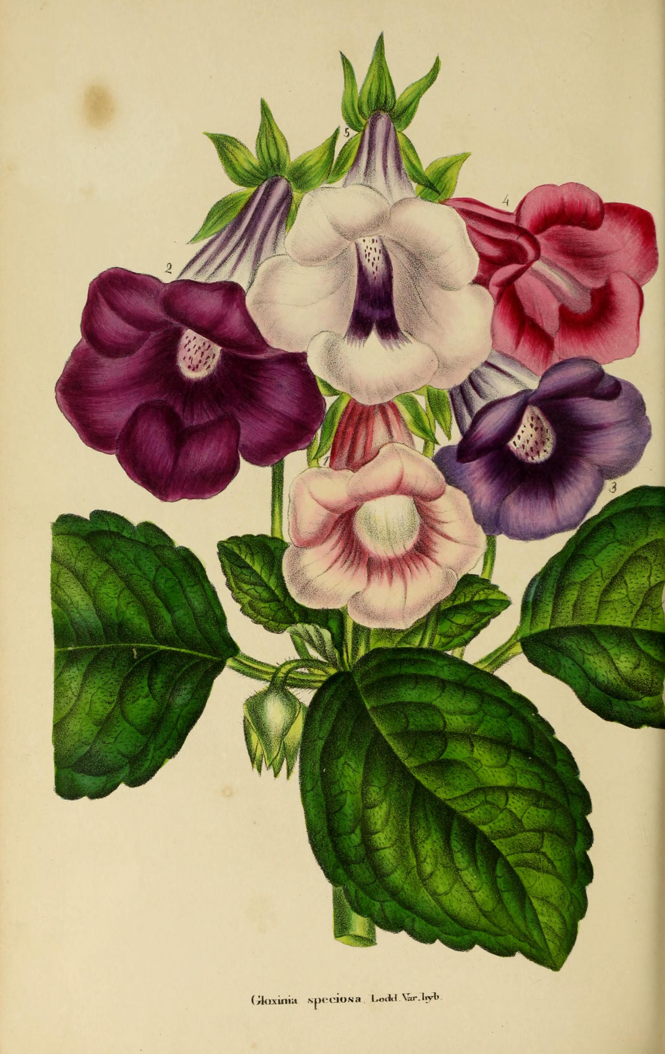 no full size  illustration available (3a)