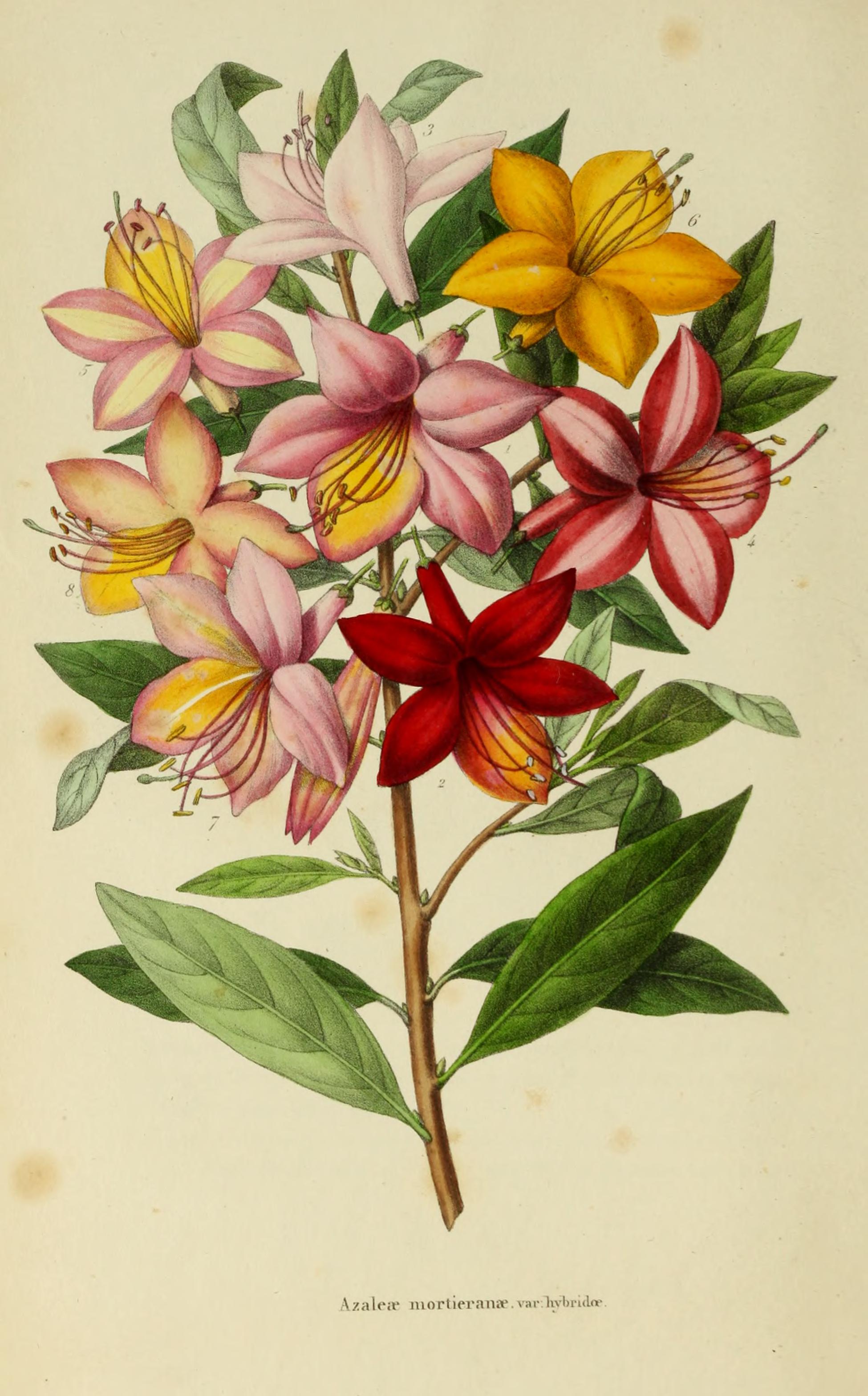 no full size  illustration available (3a)