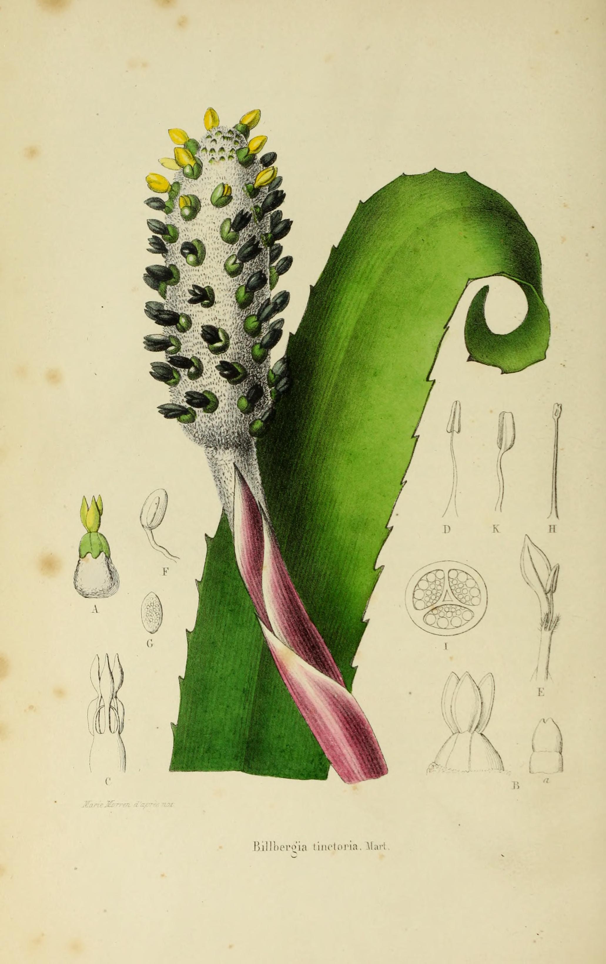 no full size  illustration available (3a)