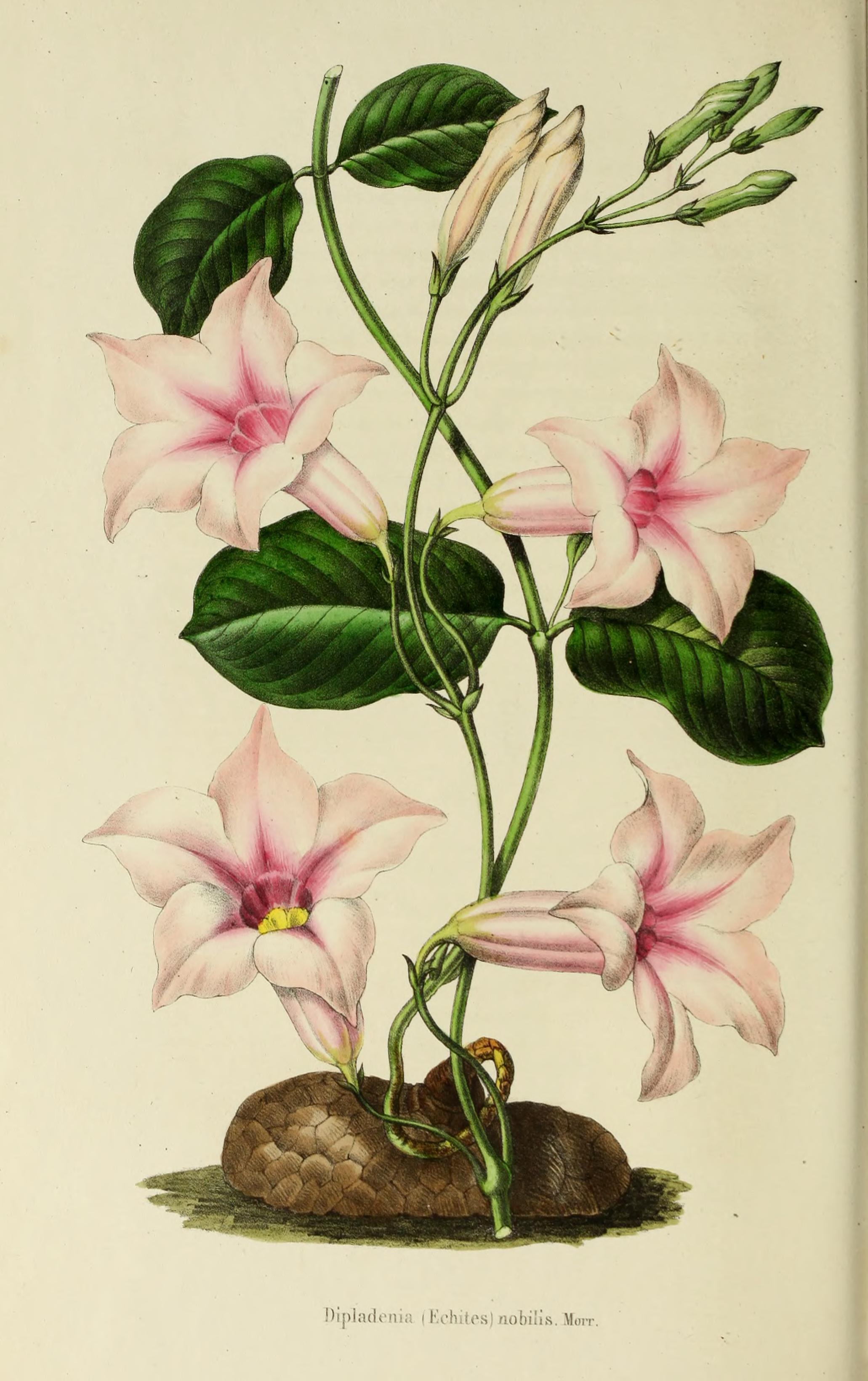 no full size  illustration available (3a)