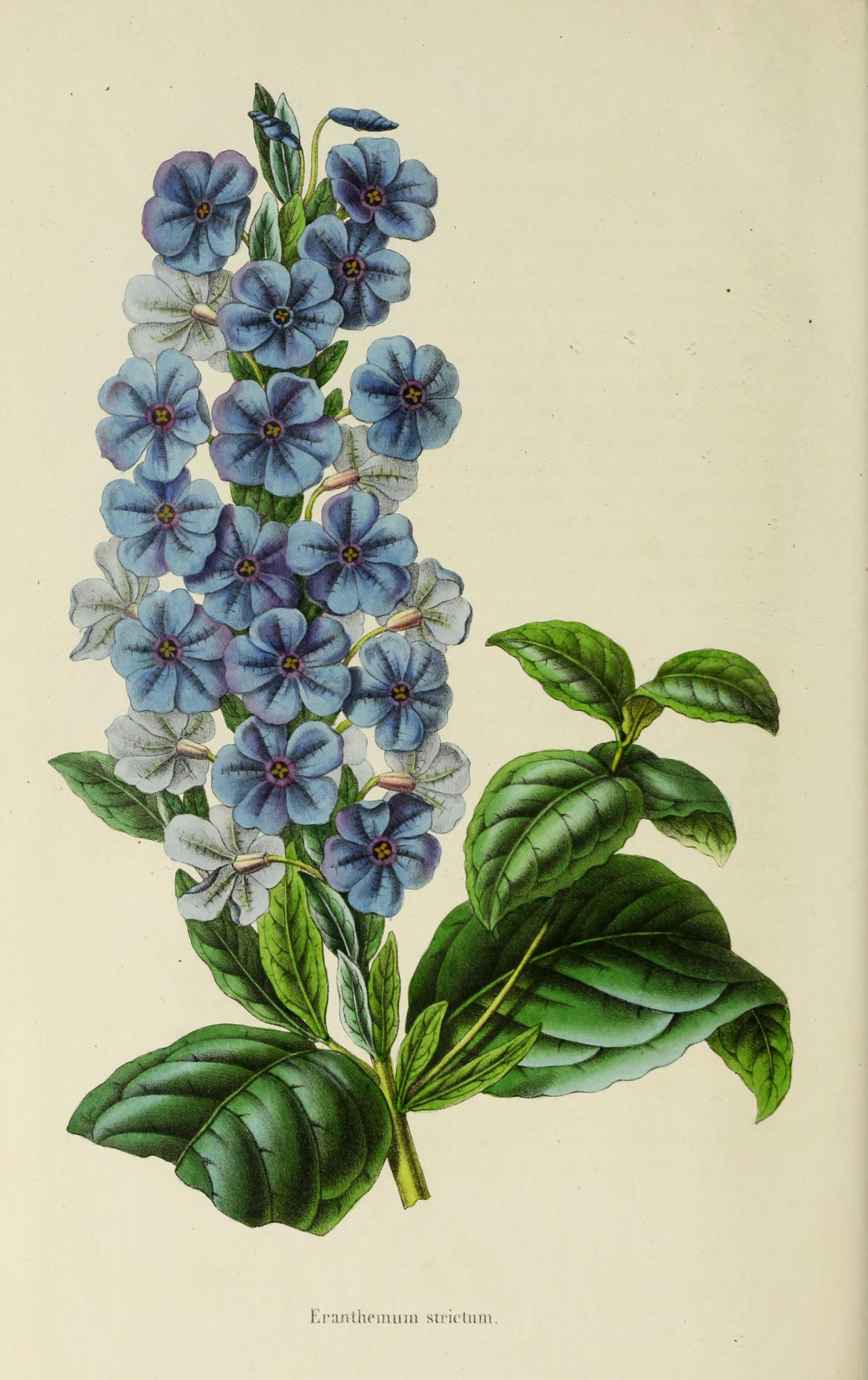 no full size  illustration available (3a)