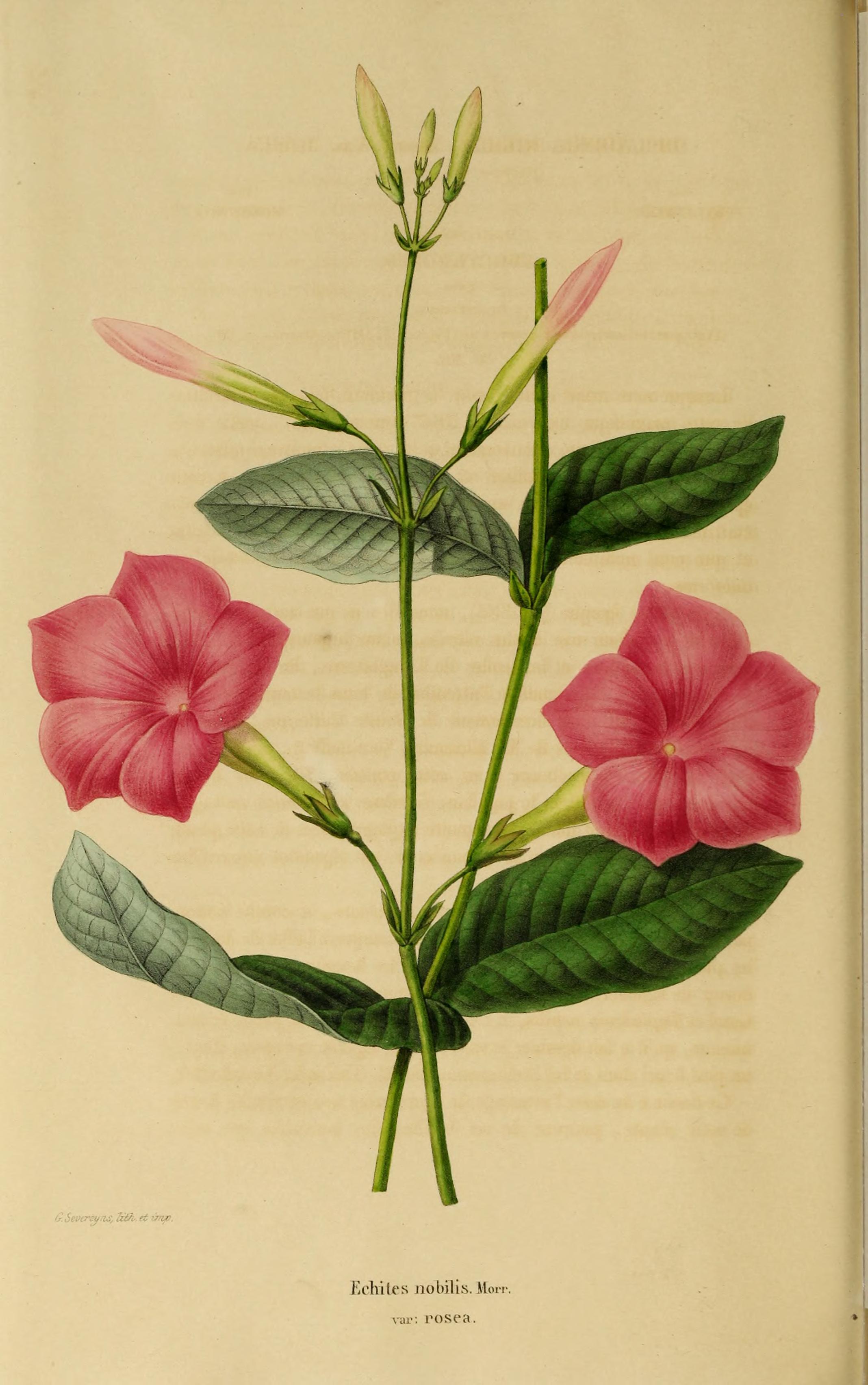 no full size  illustration available (3a)