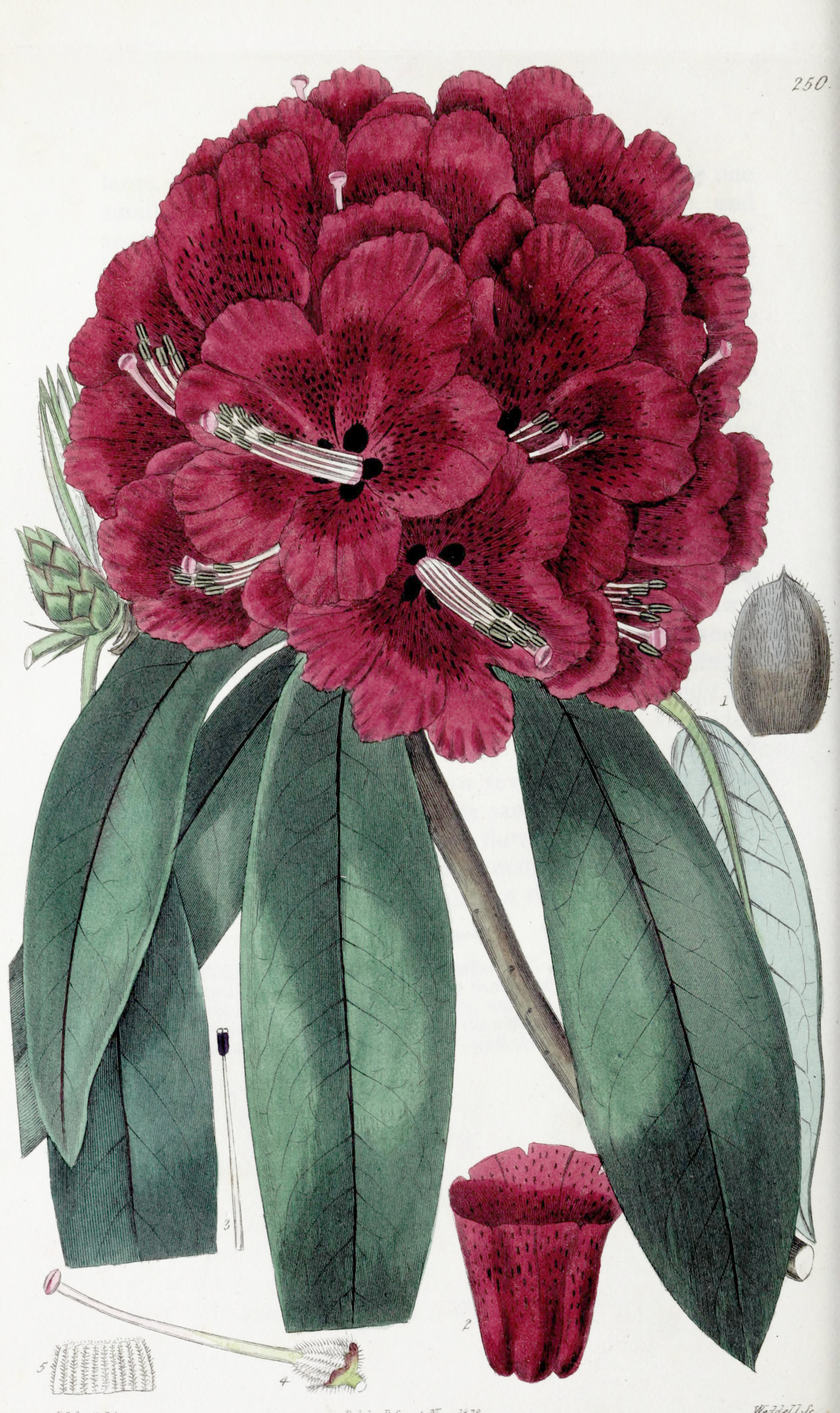 no full size  illustration available (3a)