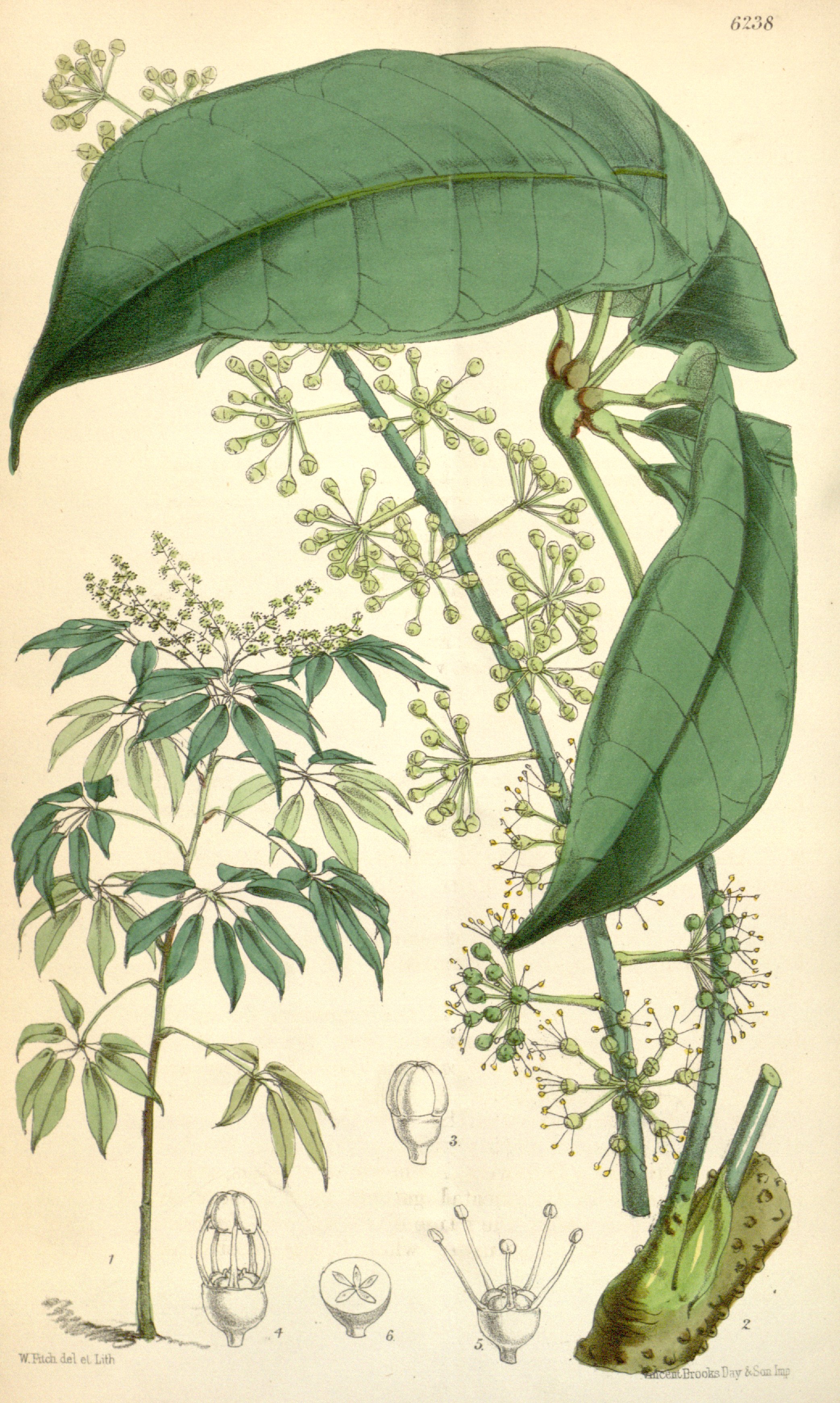 no full size  illustration available (3a)