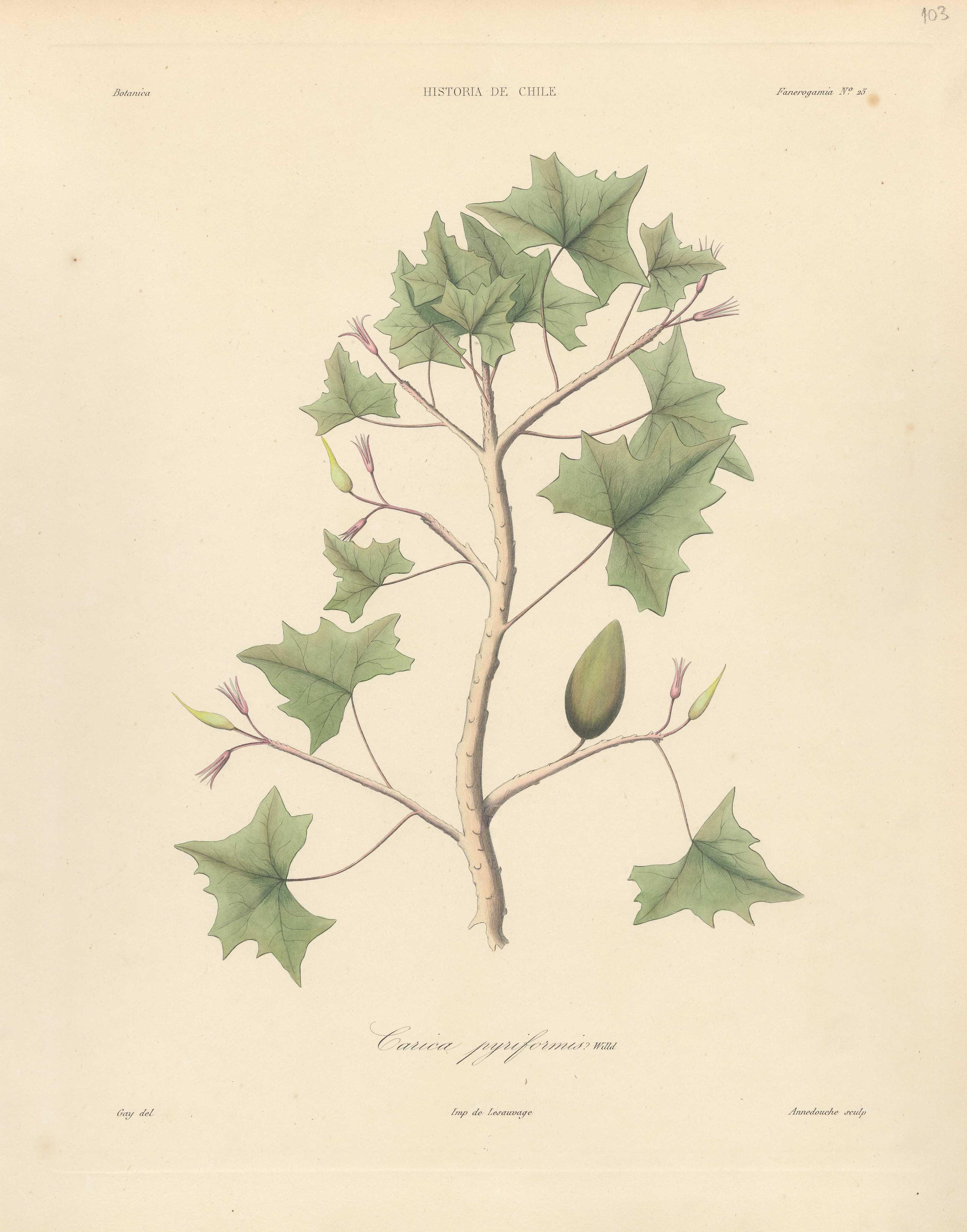 no full size  illustration available (3a)