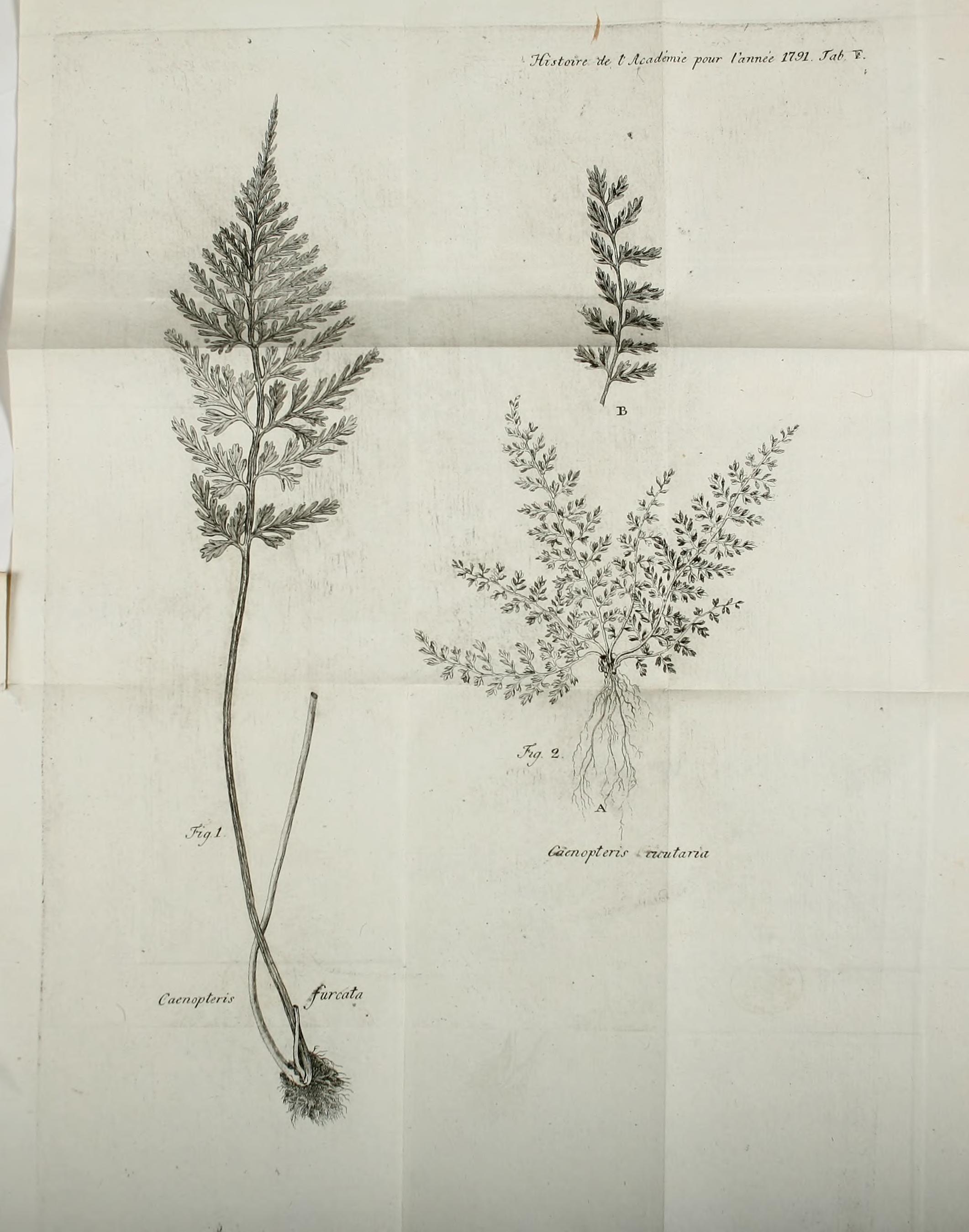 no full size  illustration available (3a)