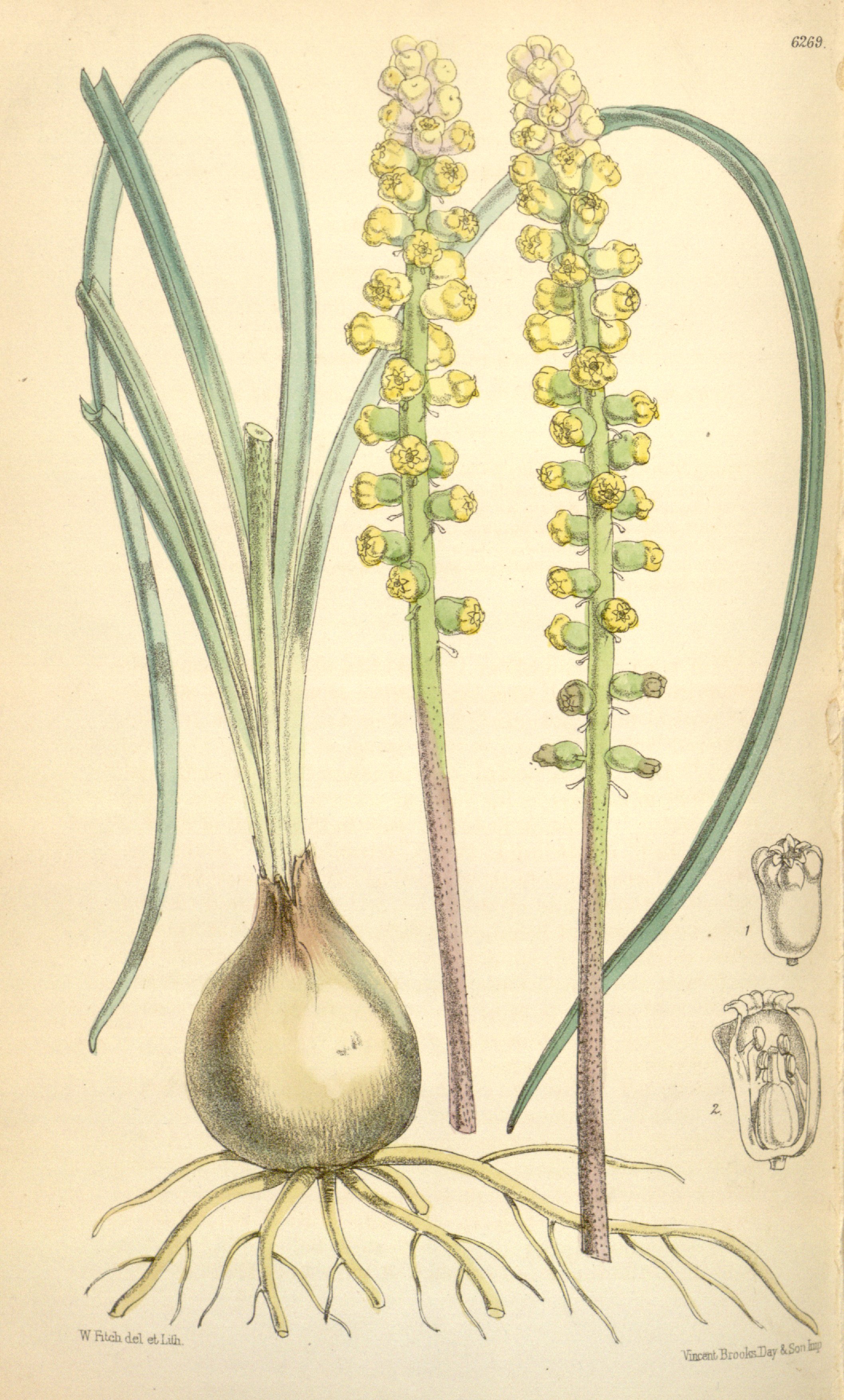 no full size  illustration available (3a)