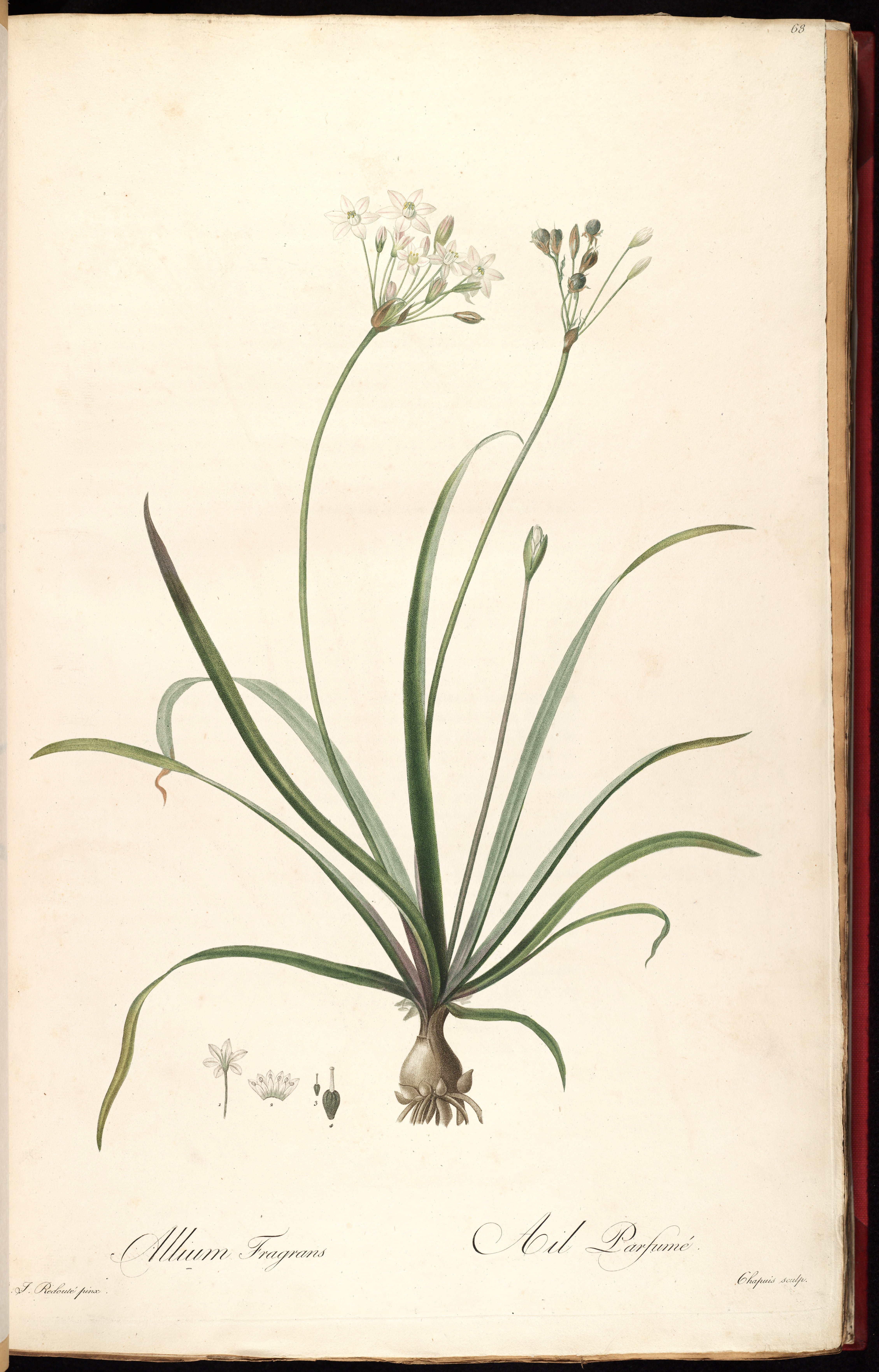 no full size  illustration available (3a)