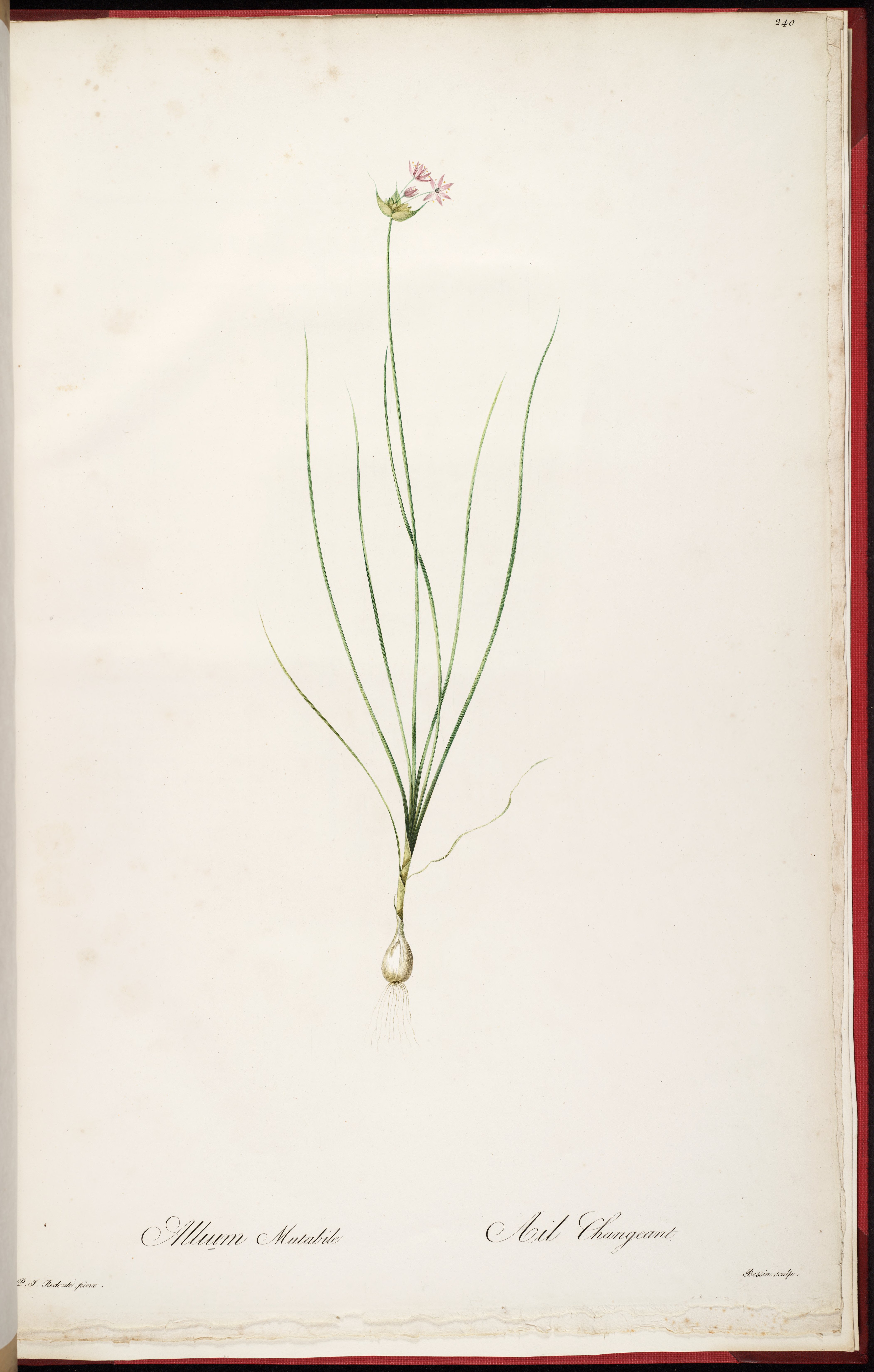 no full size  illustration available (3a)