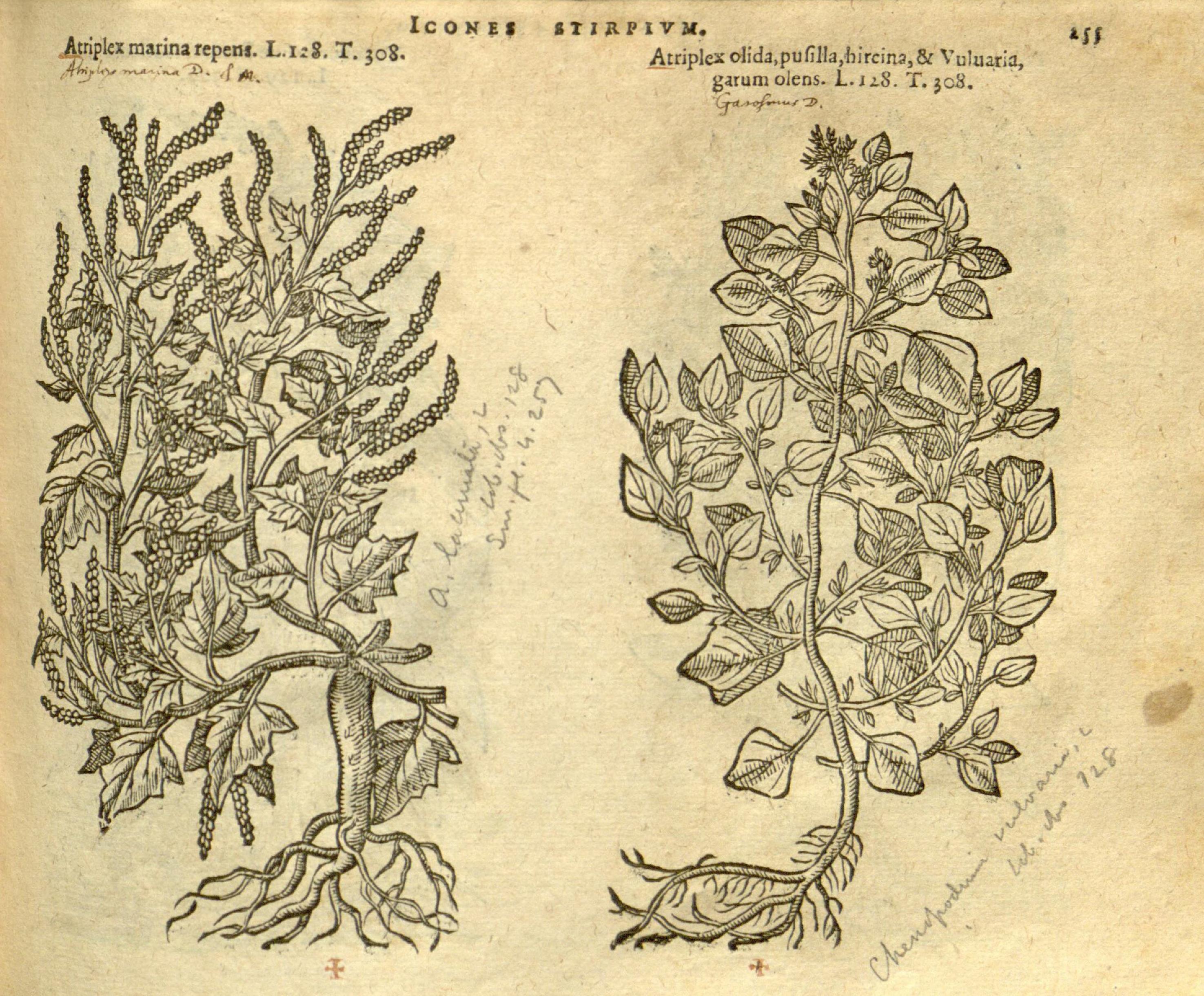 no full size  illustration available (3a)