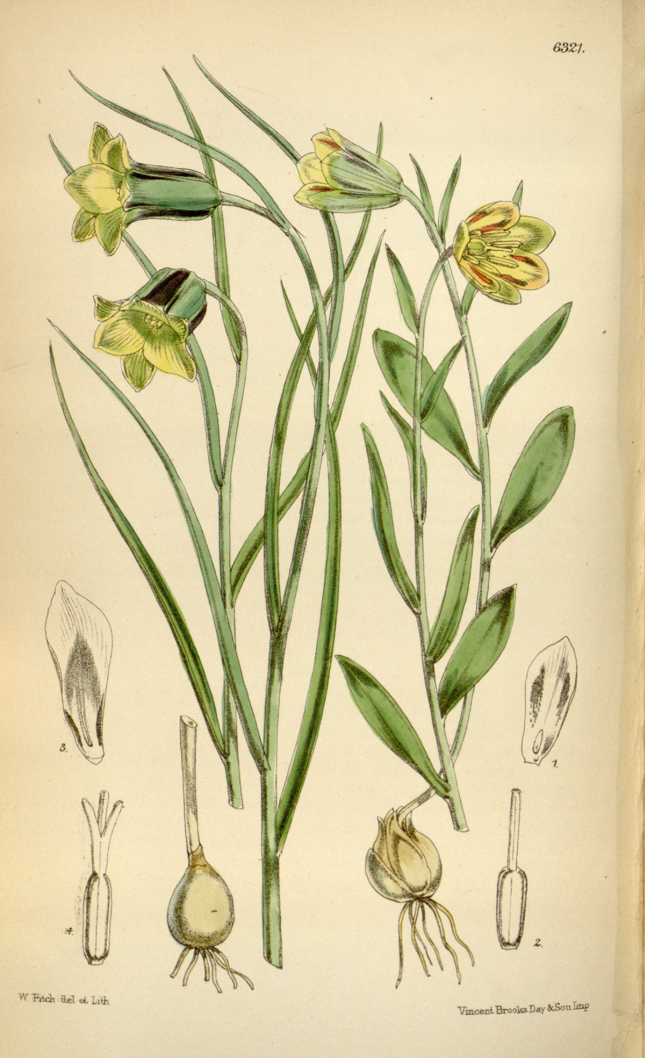 no full size  illustration available (3a)