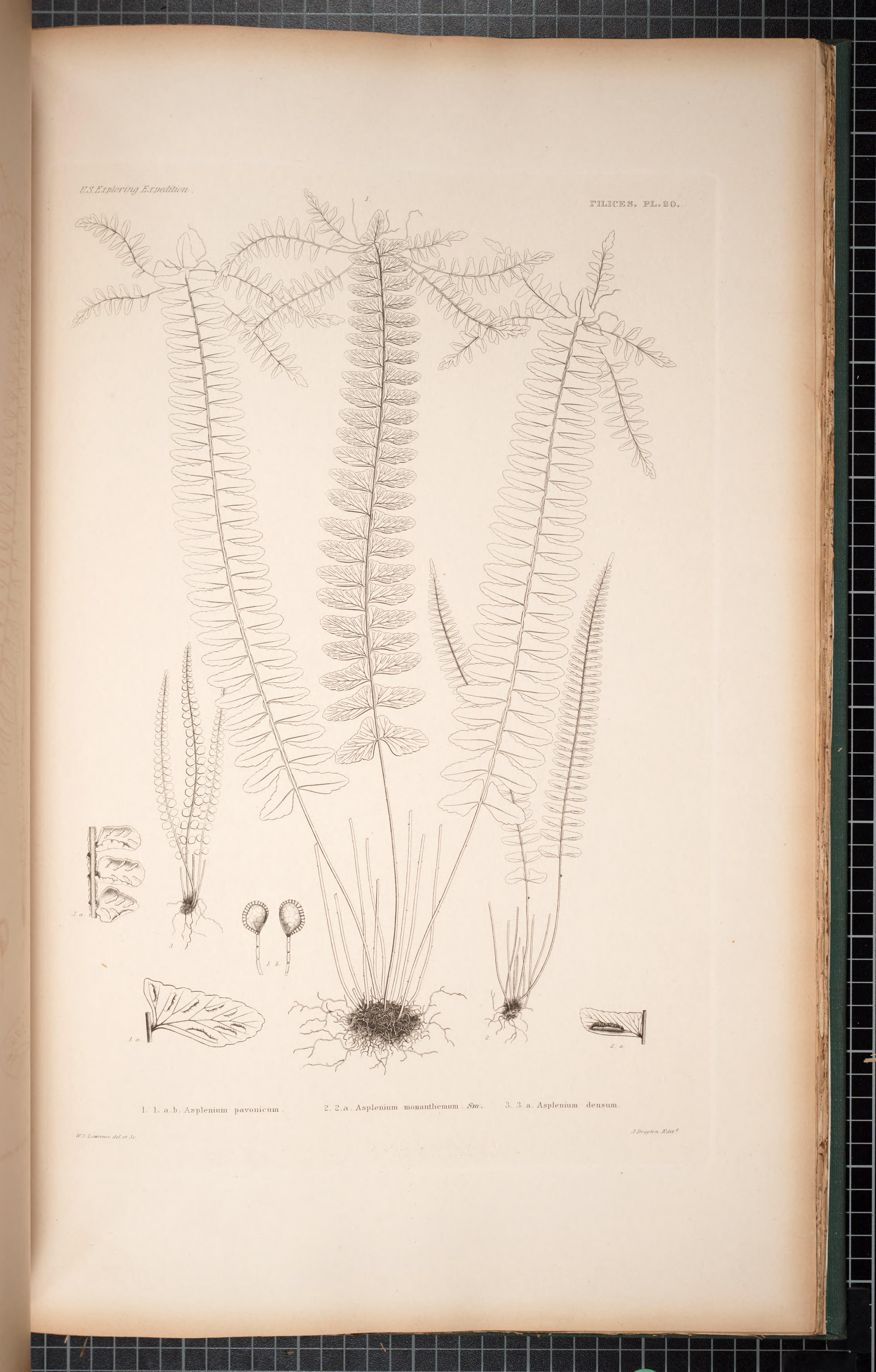 no full size  illustration available (3a)