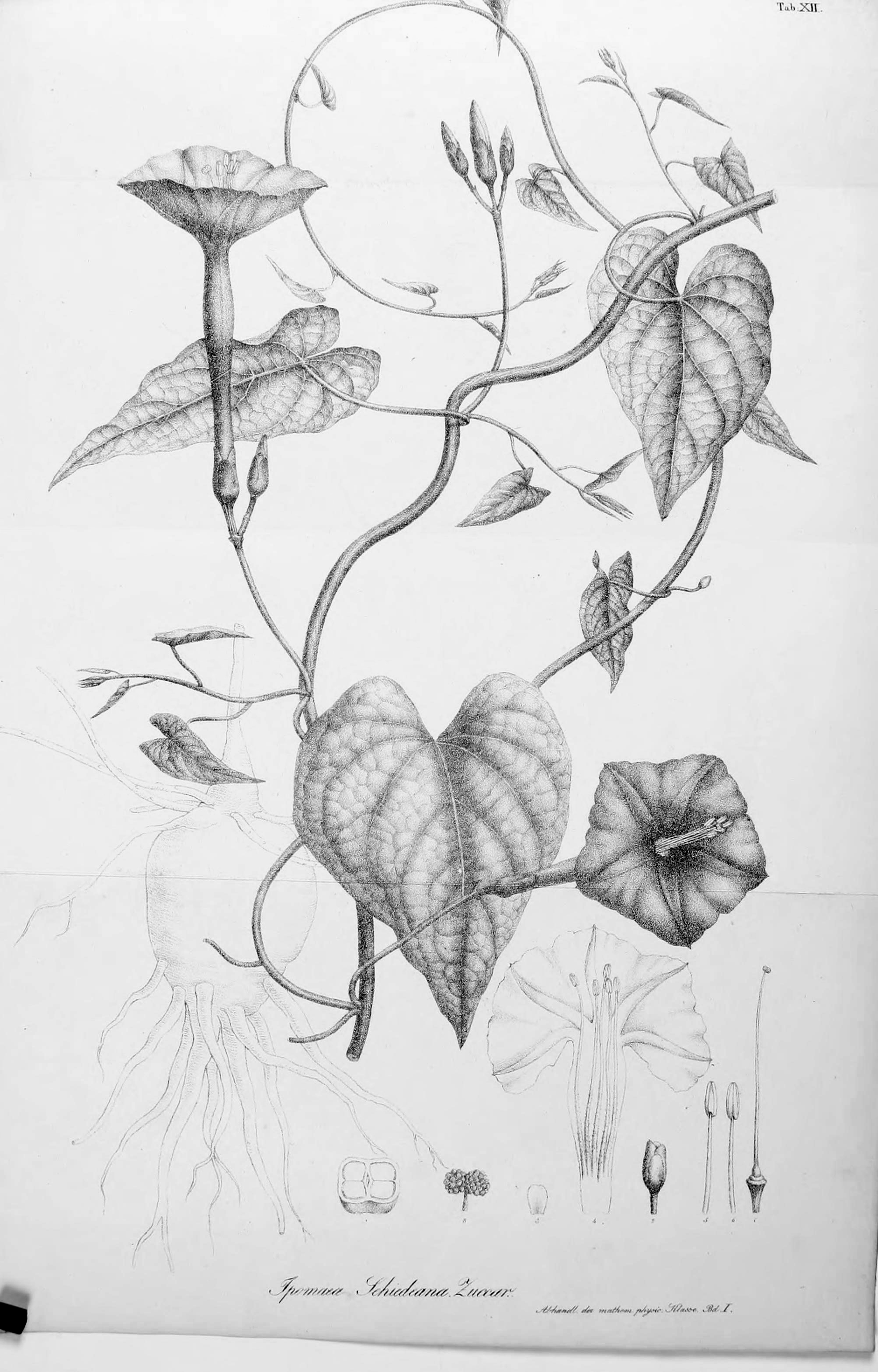 no full size  illustration available (3a)