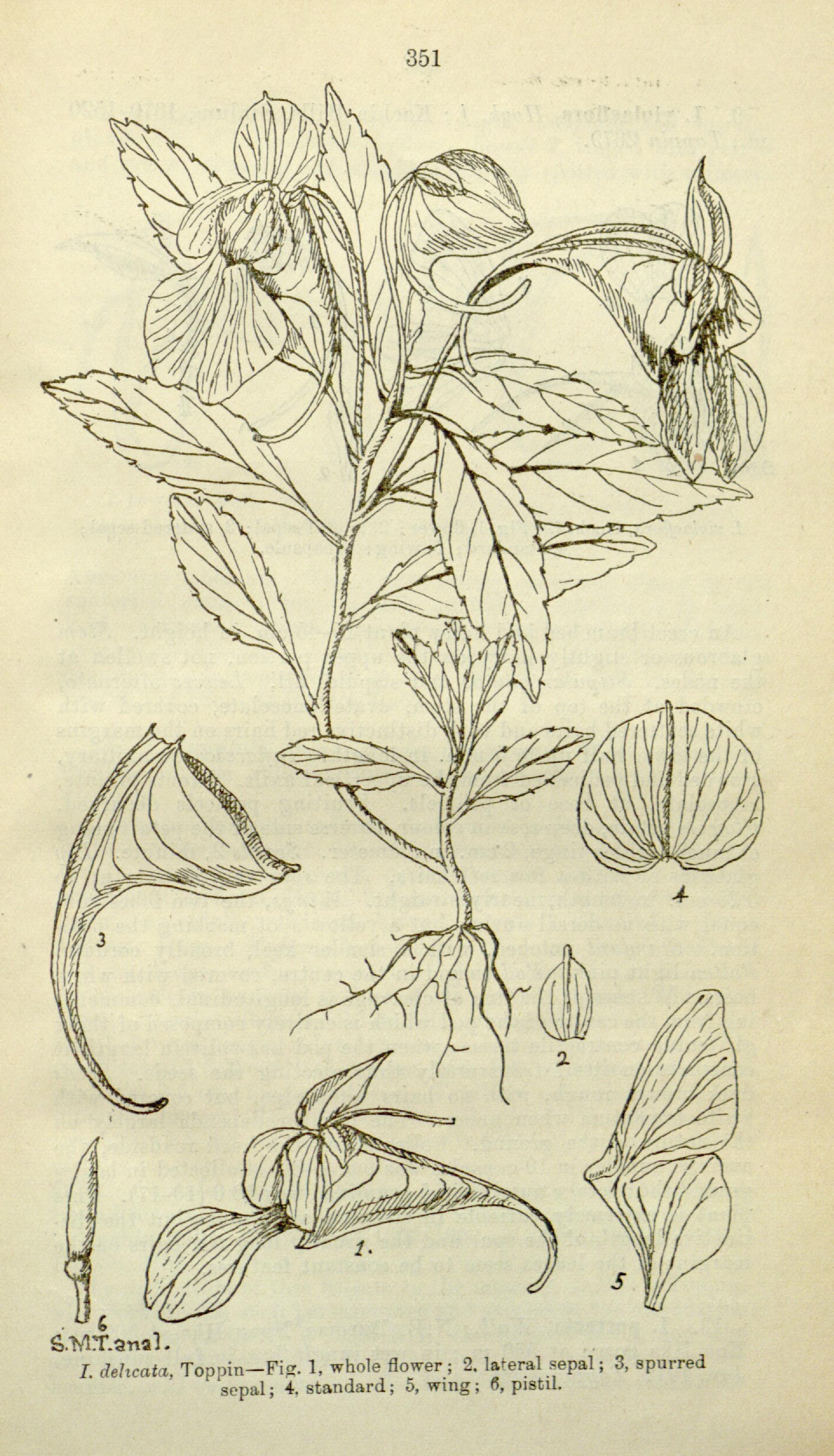 no full size  illustration available (3a)