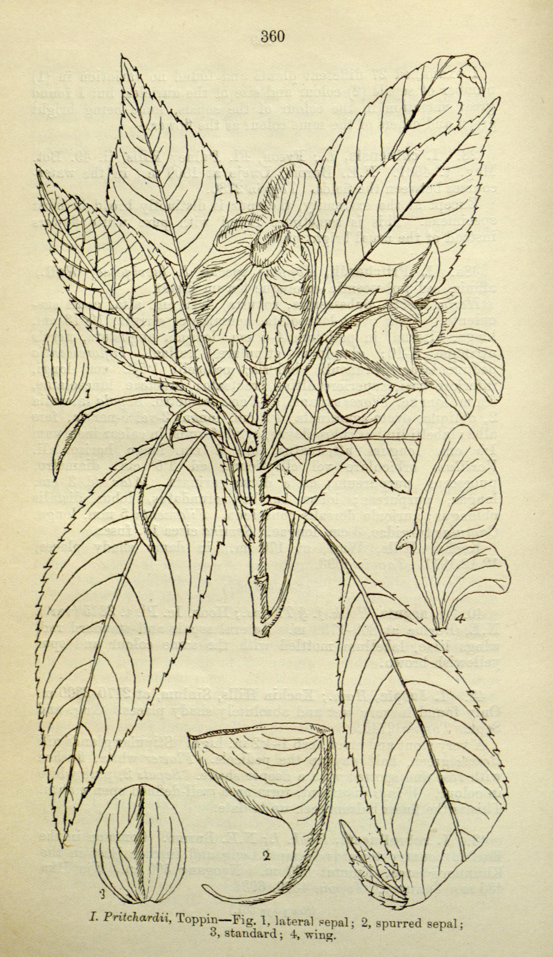 no full size  illustration available (3a)