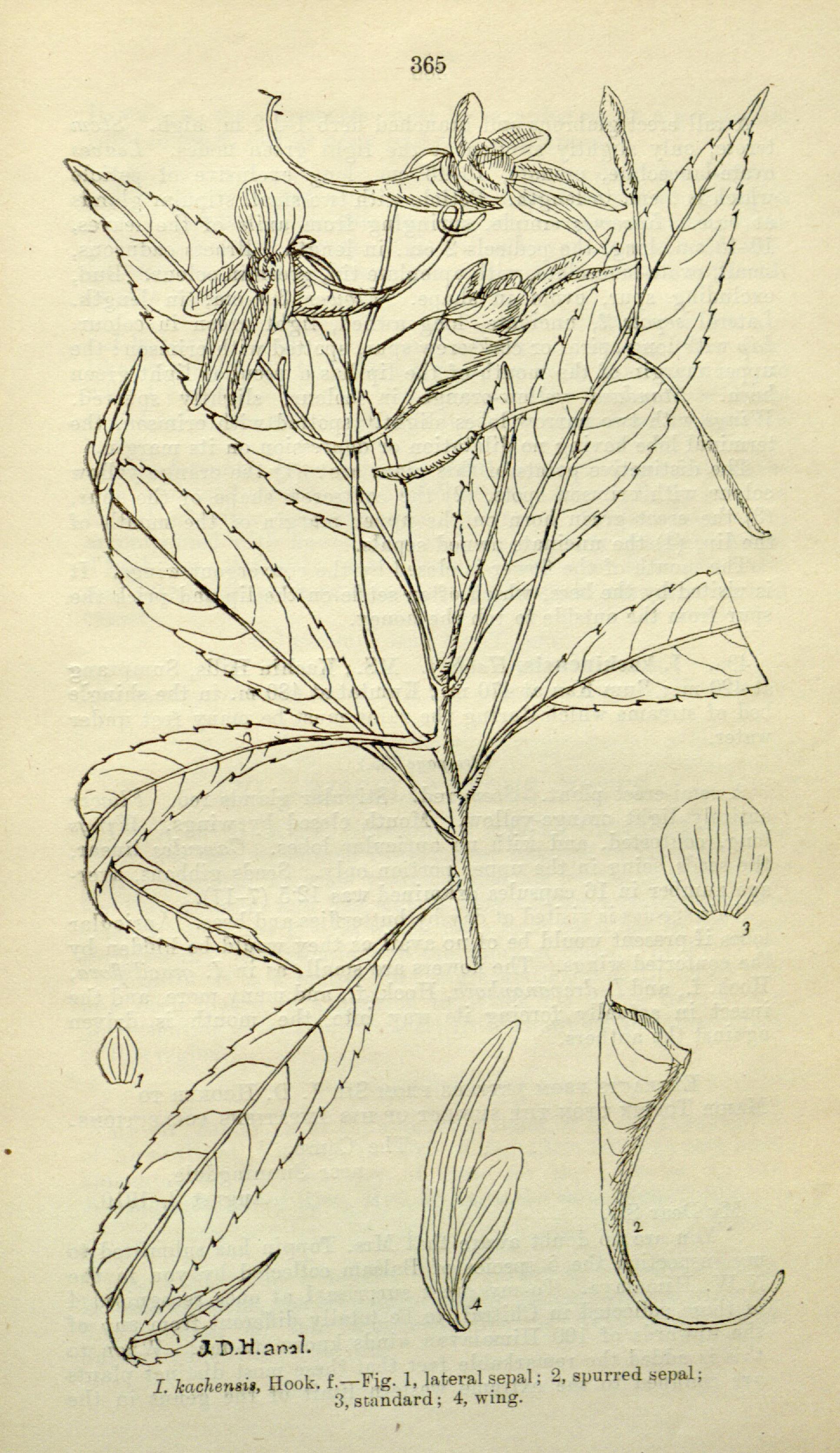 no full size  illustration available (3a)