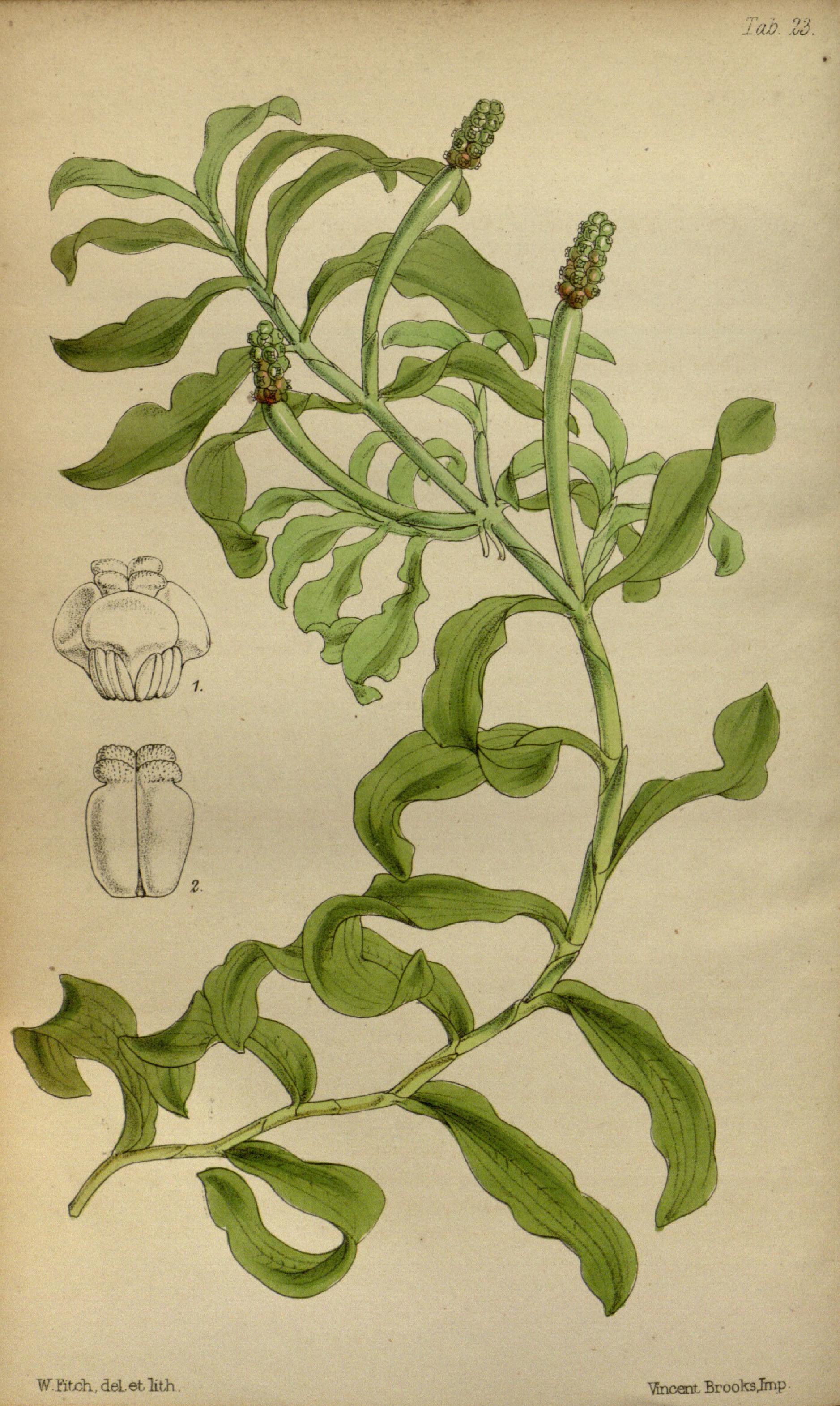 no full size  illustration available (3a)