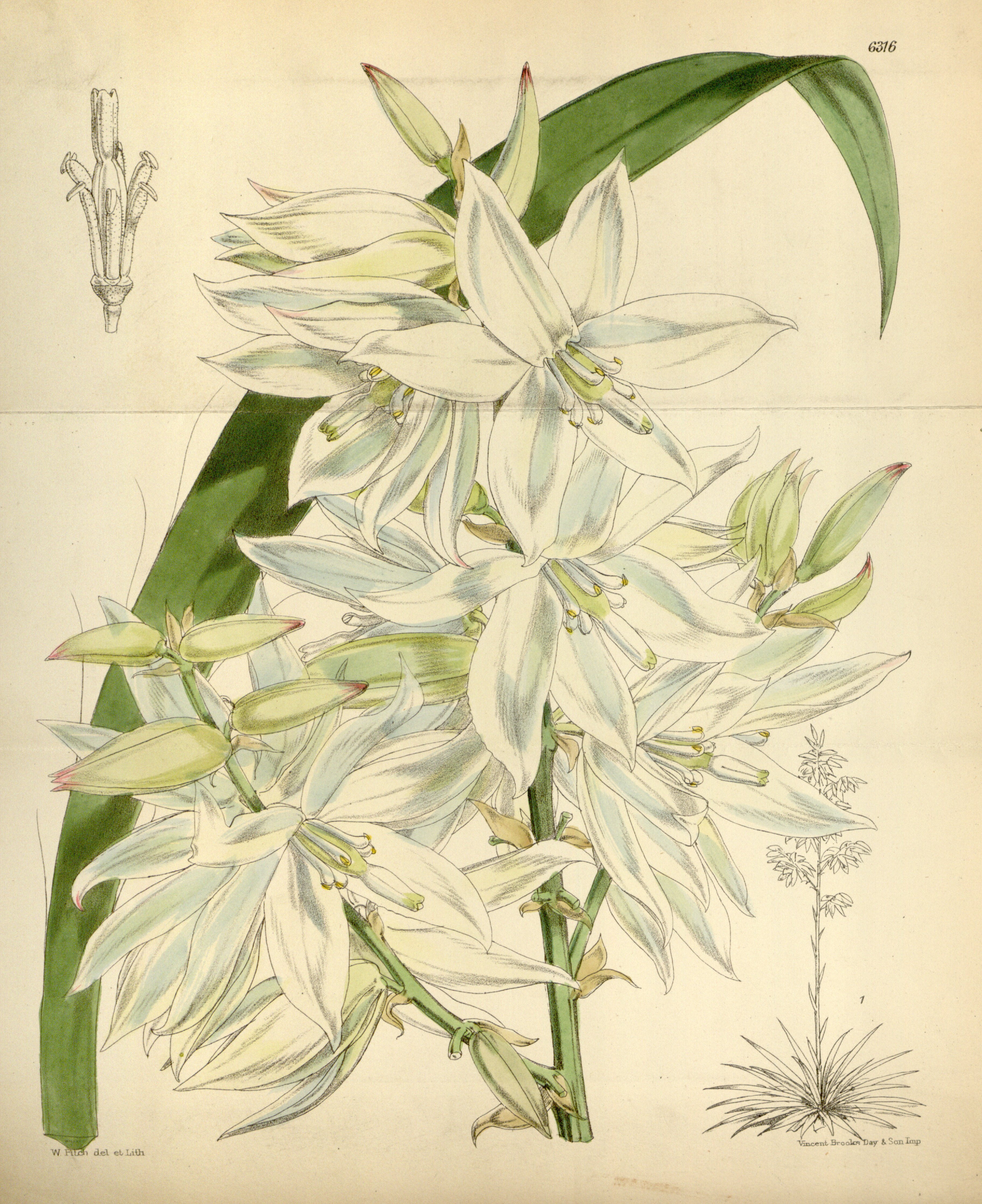 no full size  illustration available (3a)