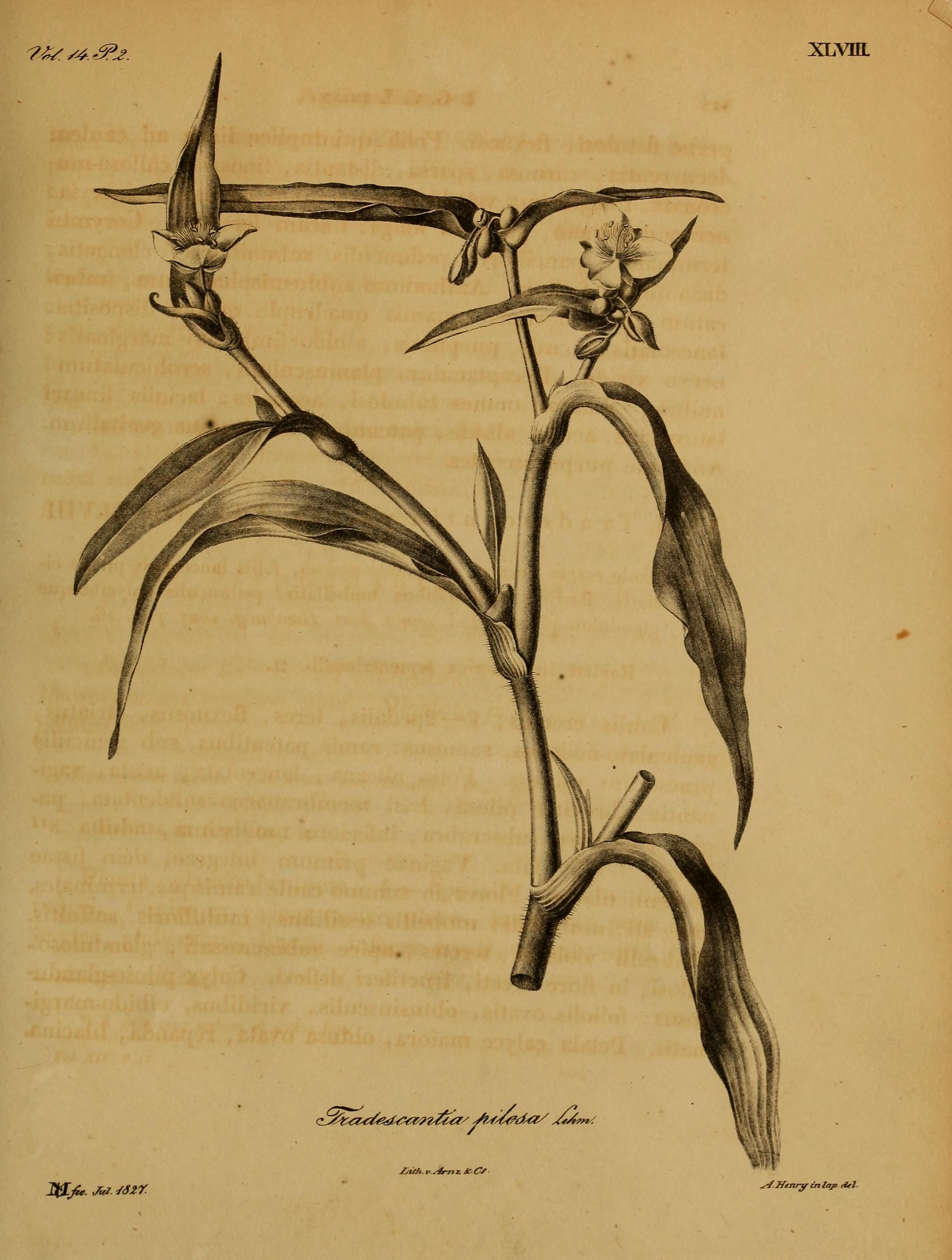 no full size  illustration available (3a)