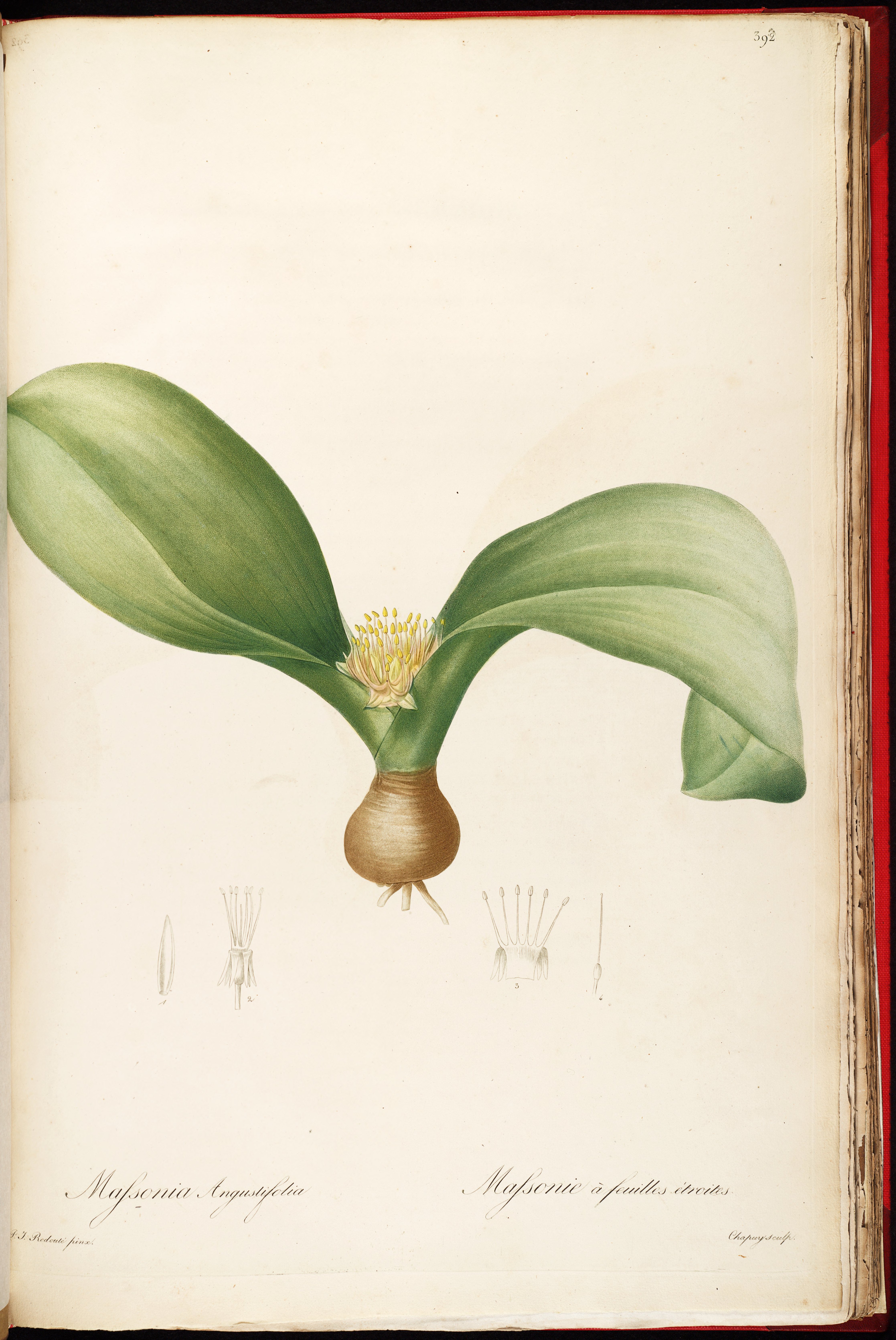 no full size  illustration available (3a)