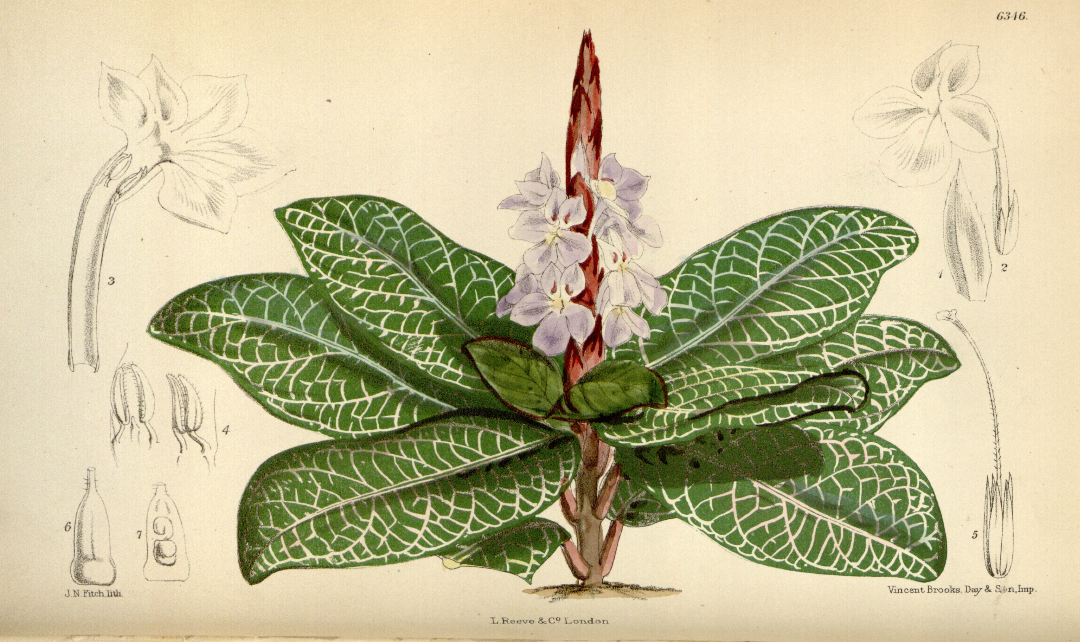 no full size  illustration available (3a)