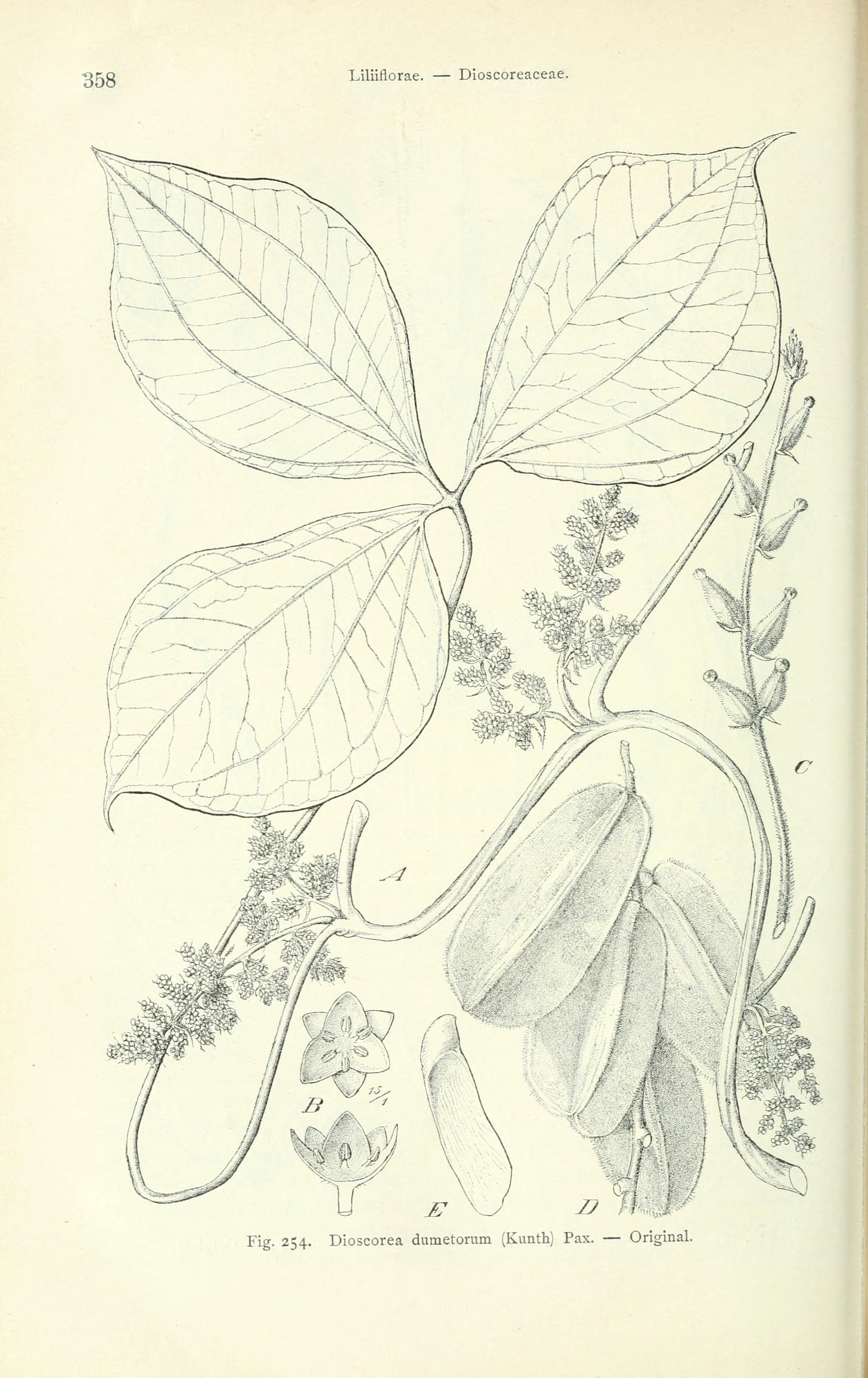 no full size  illustration available (3a)