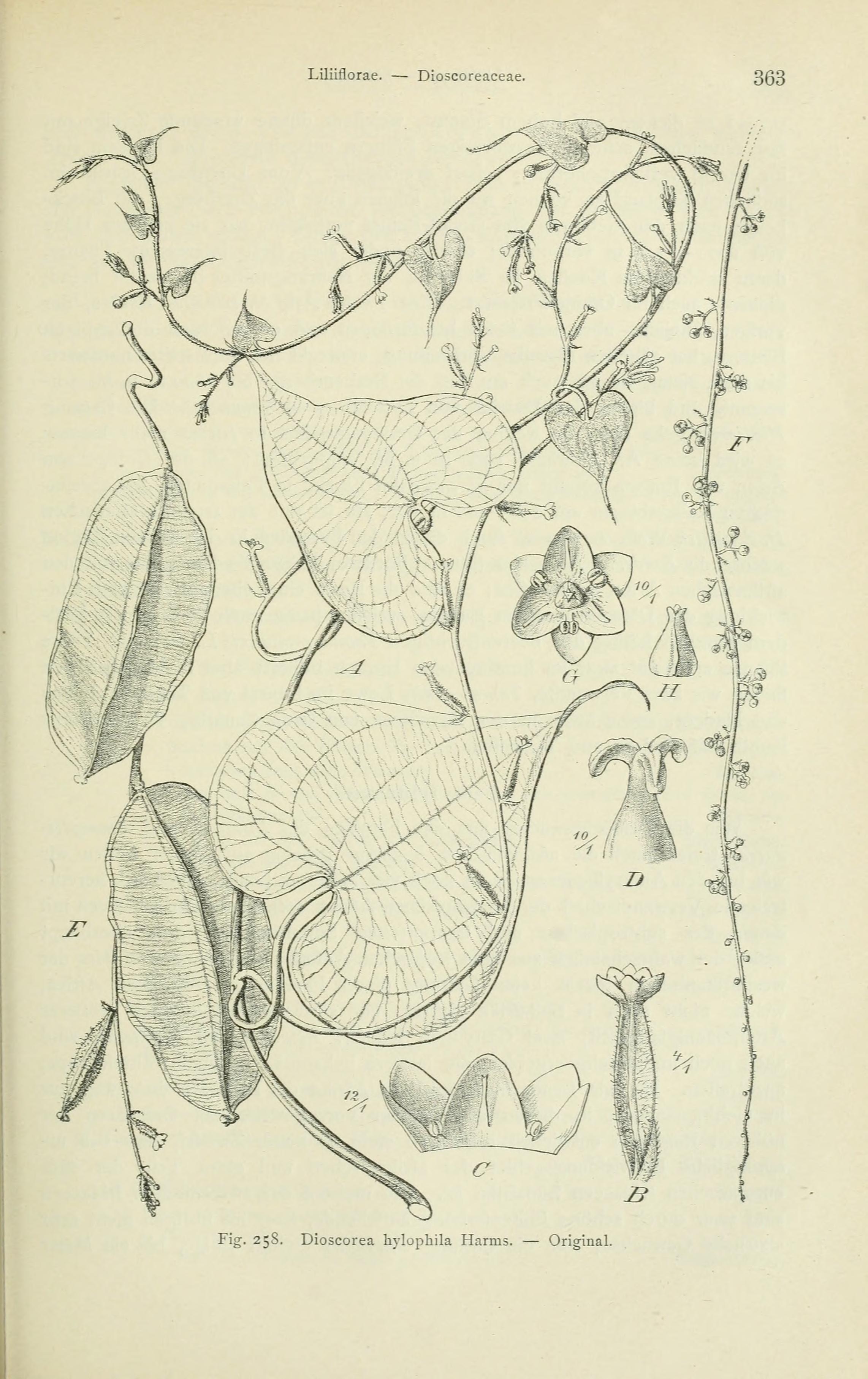 no full size  illustration available (3a)