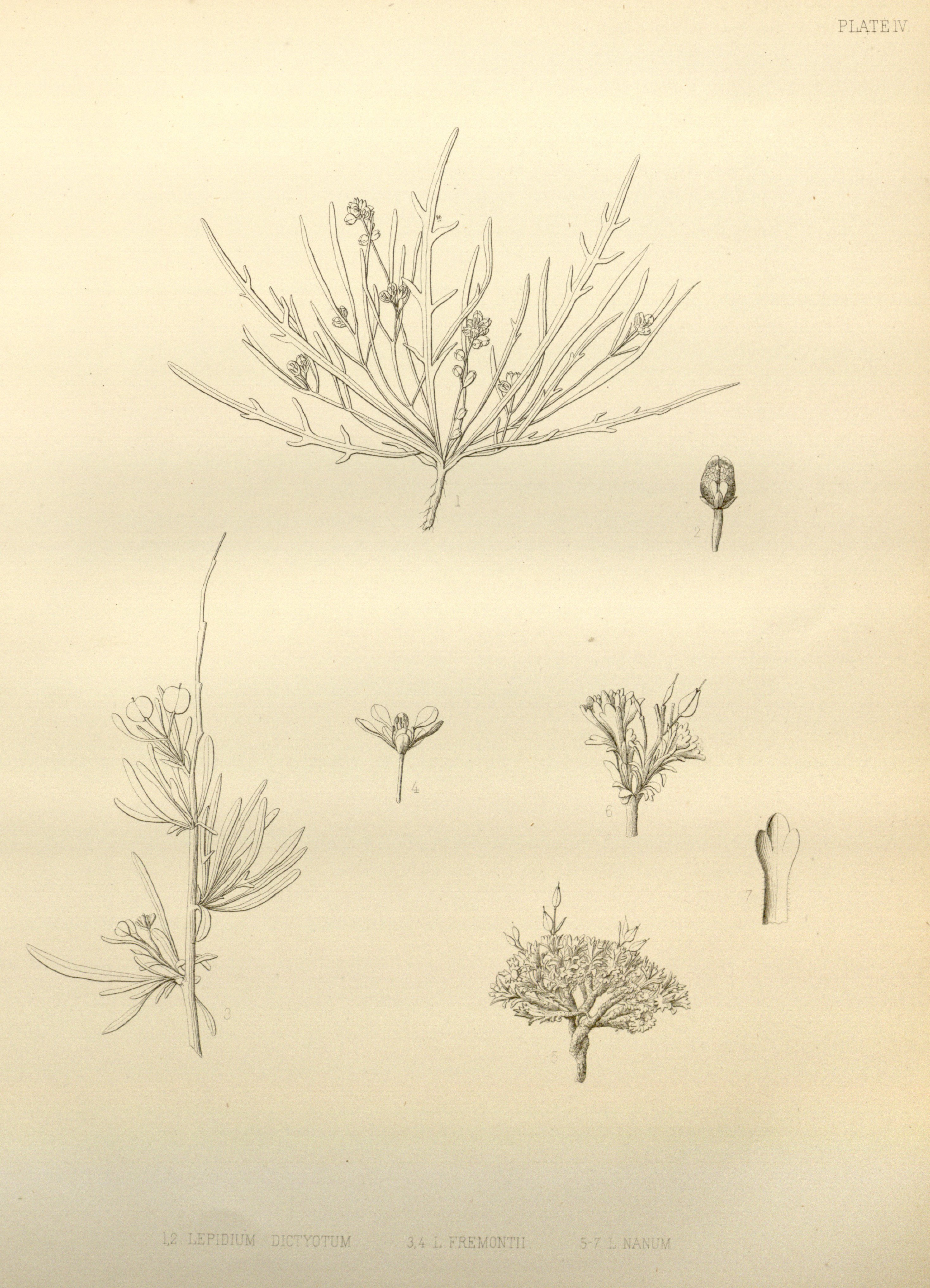 no full size  illustration available (3a)