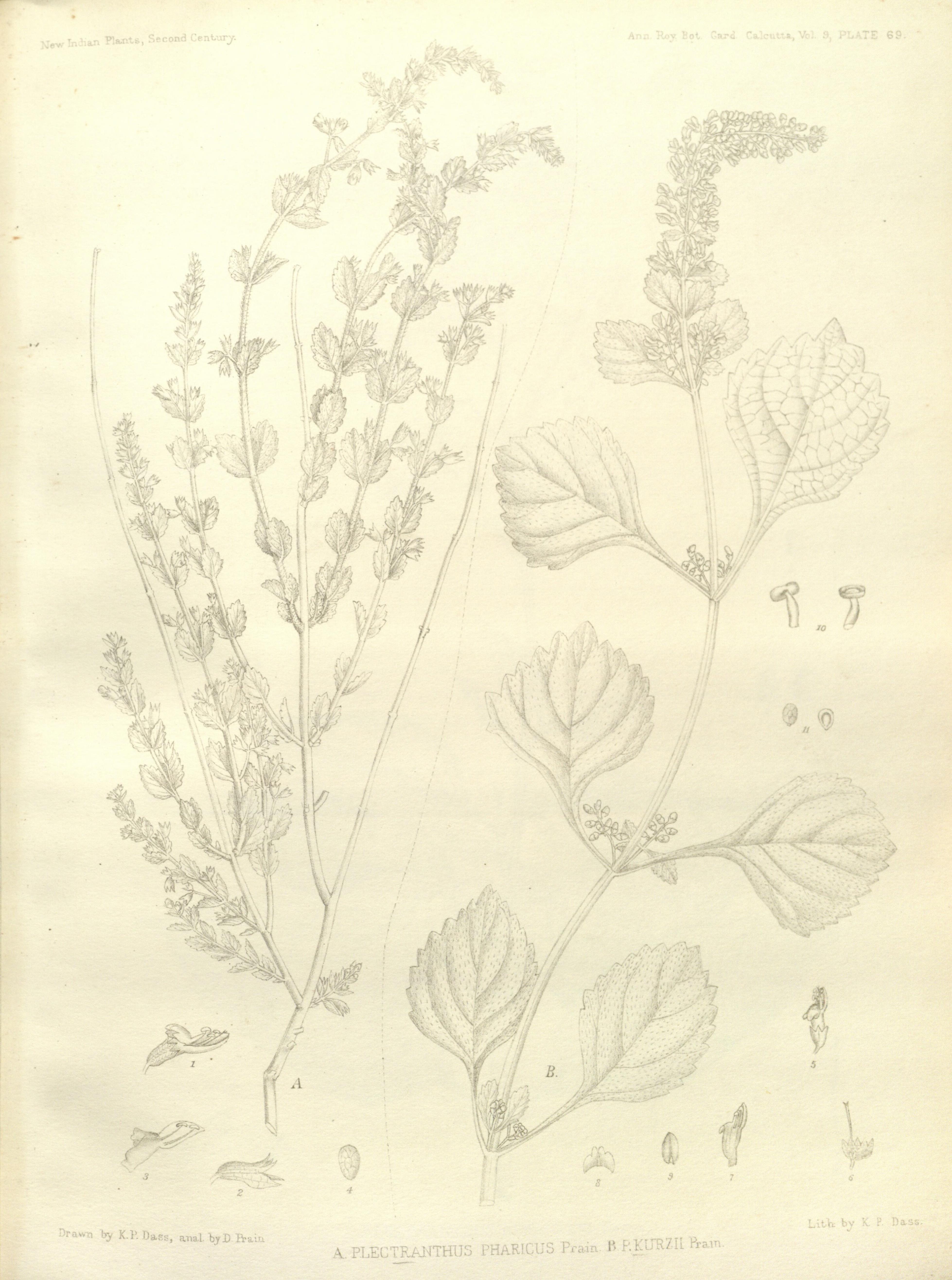 no full size  illustration available (3a)