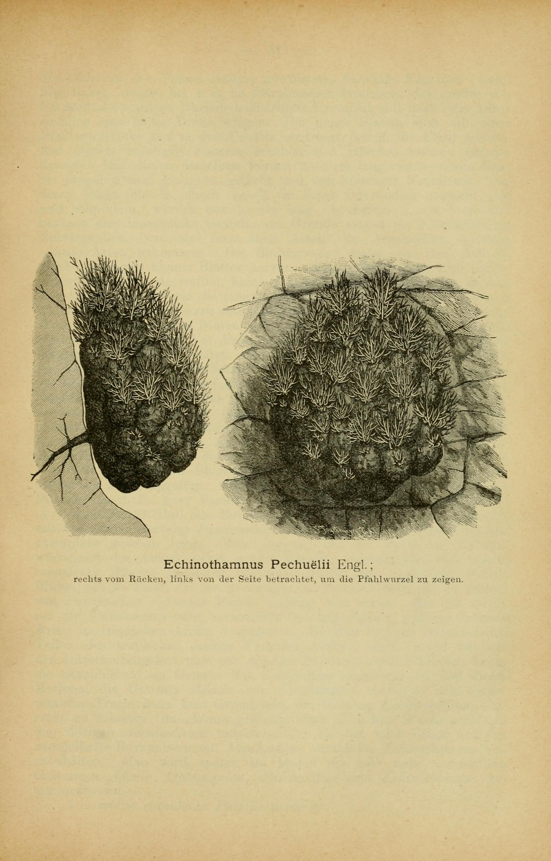 no full size  illustration available (3a)