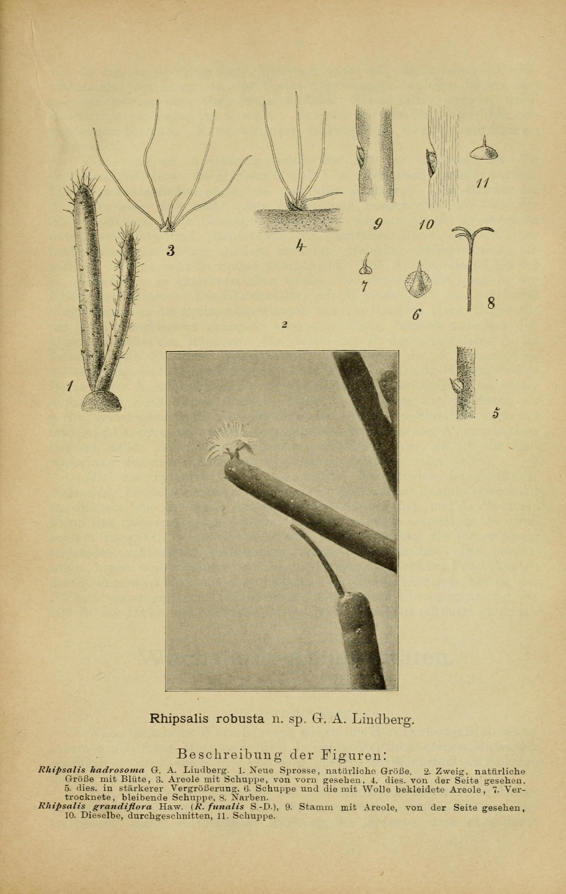 no full size  illustration available (3a)