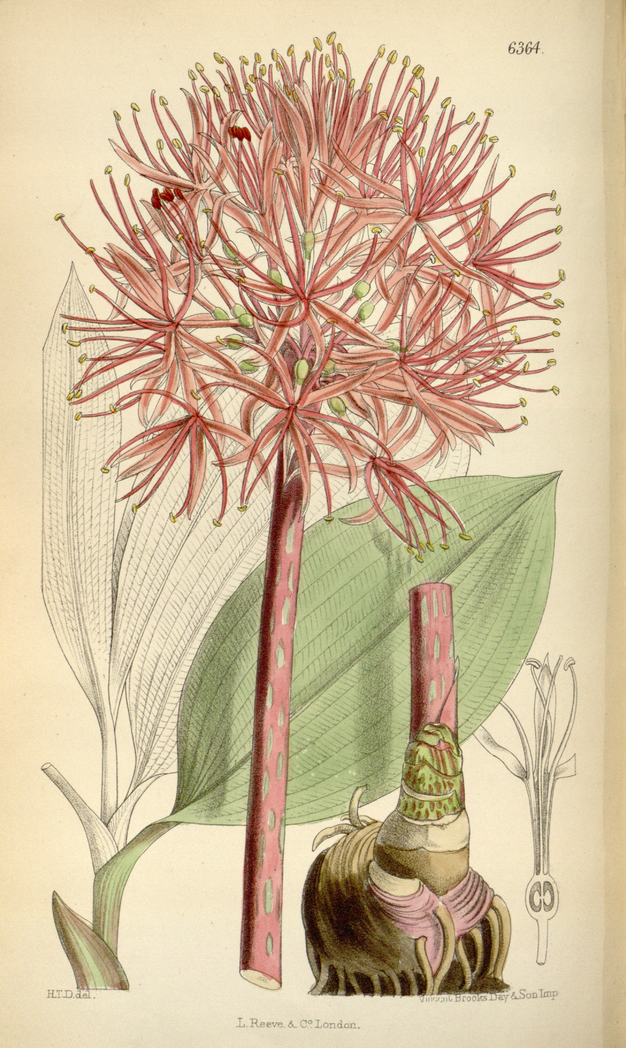 no full size  illustration available (3a)