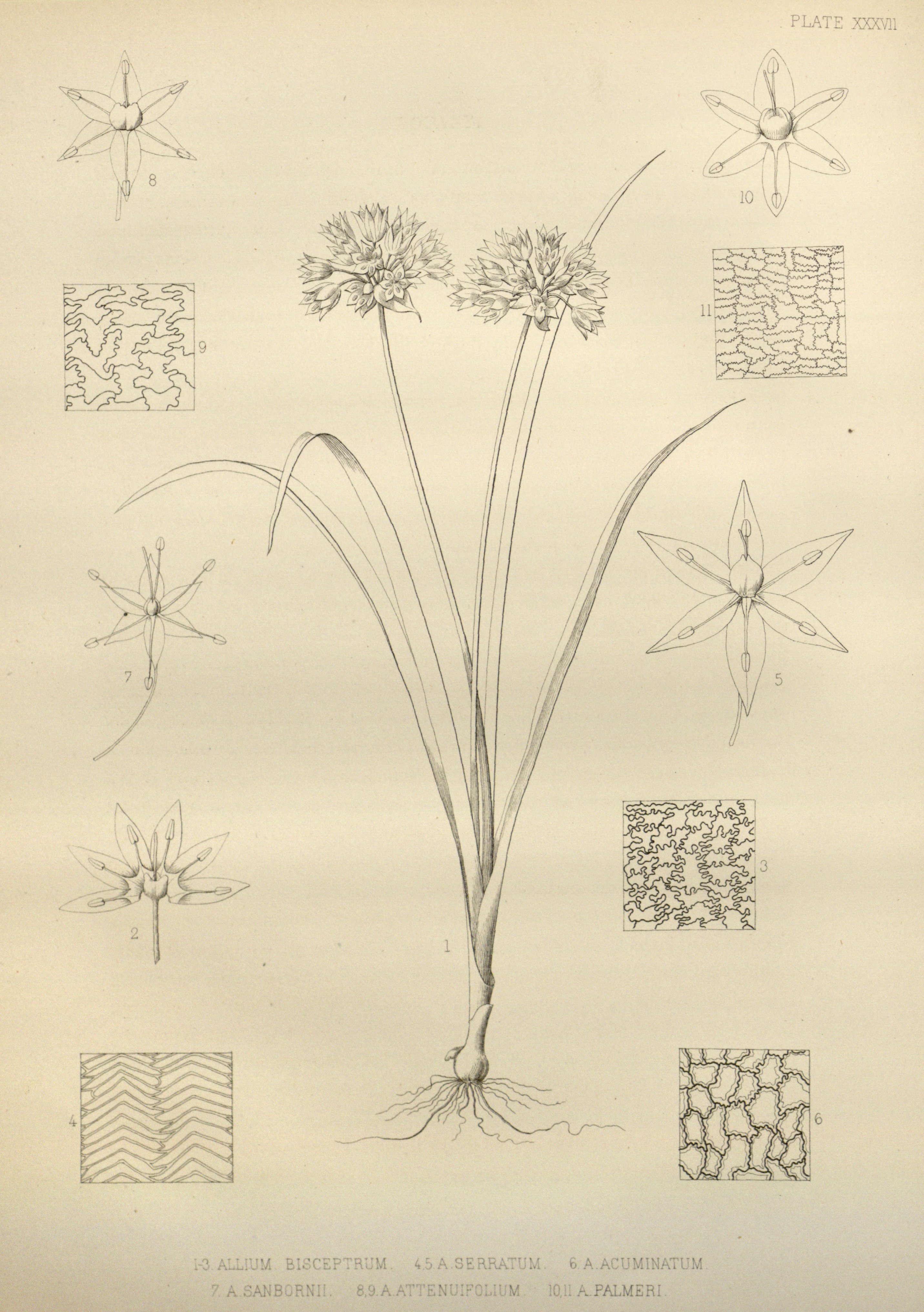 no full size  illustration available (3a)