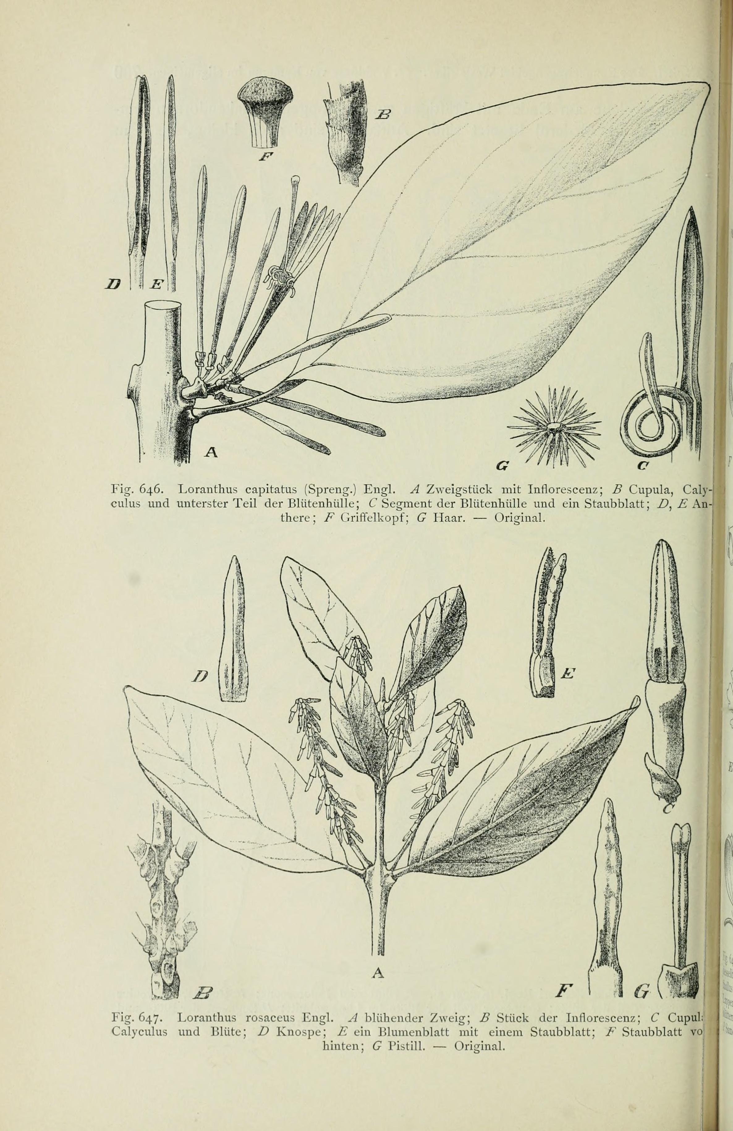 no full size  illustration available (3a)