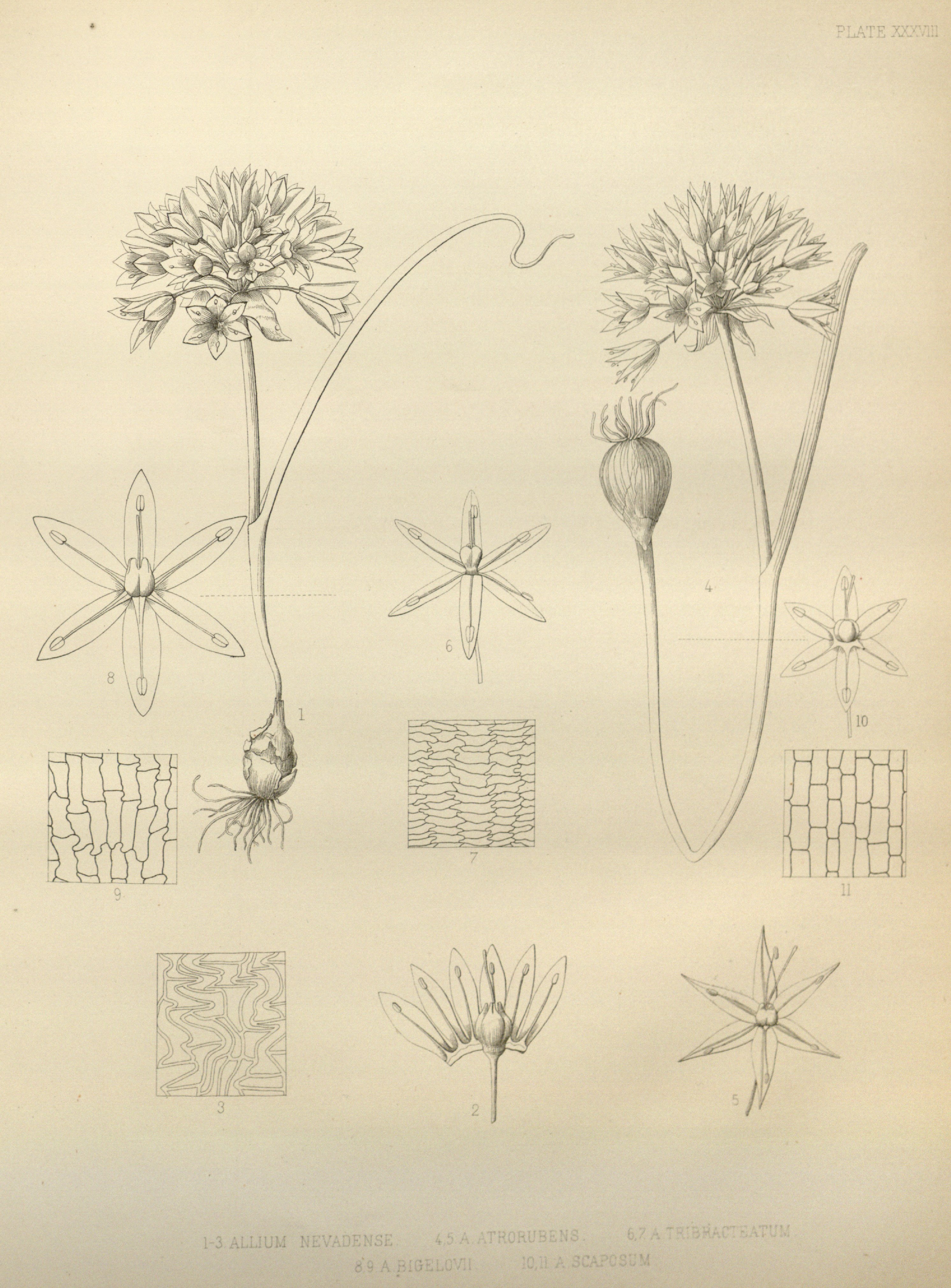 no full size  illustration available (3a)