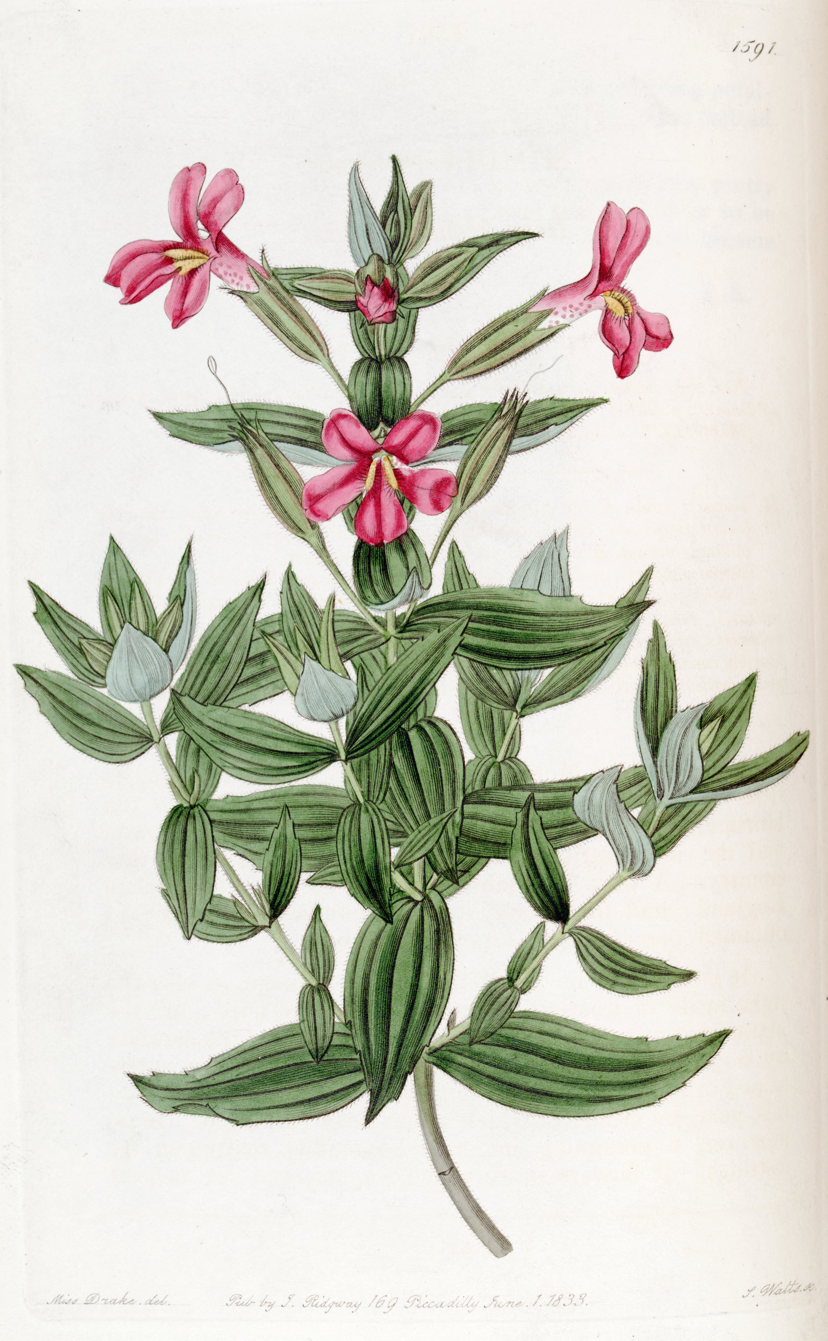 no full size  illustration available (3a)