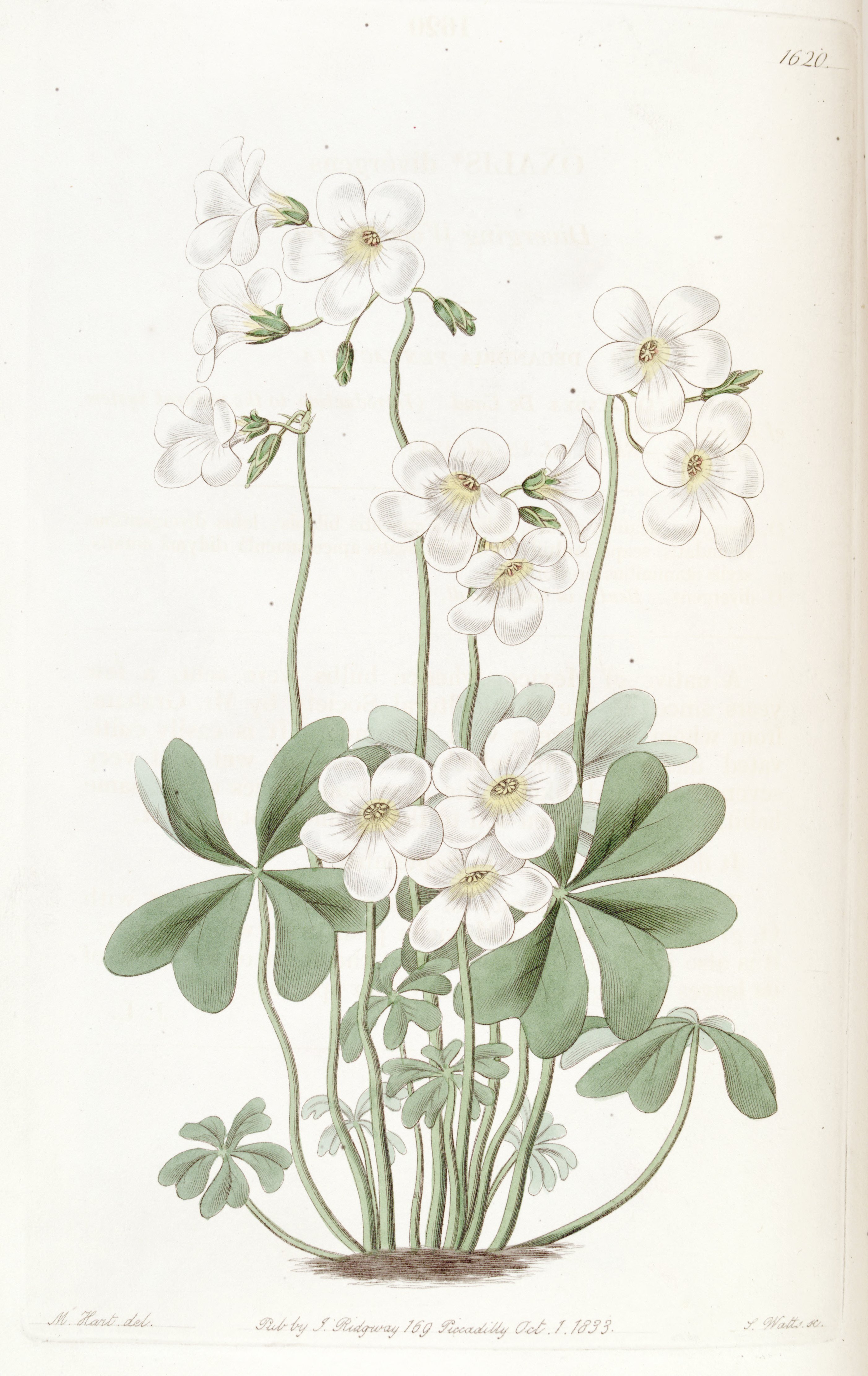 no full size  illustration available (3a)