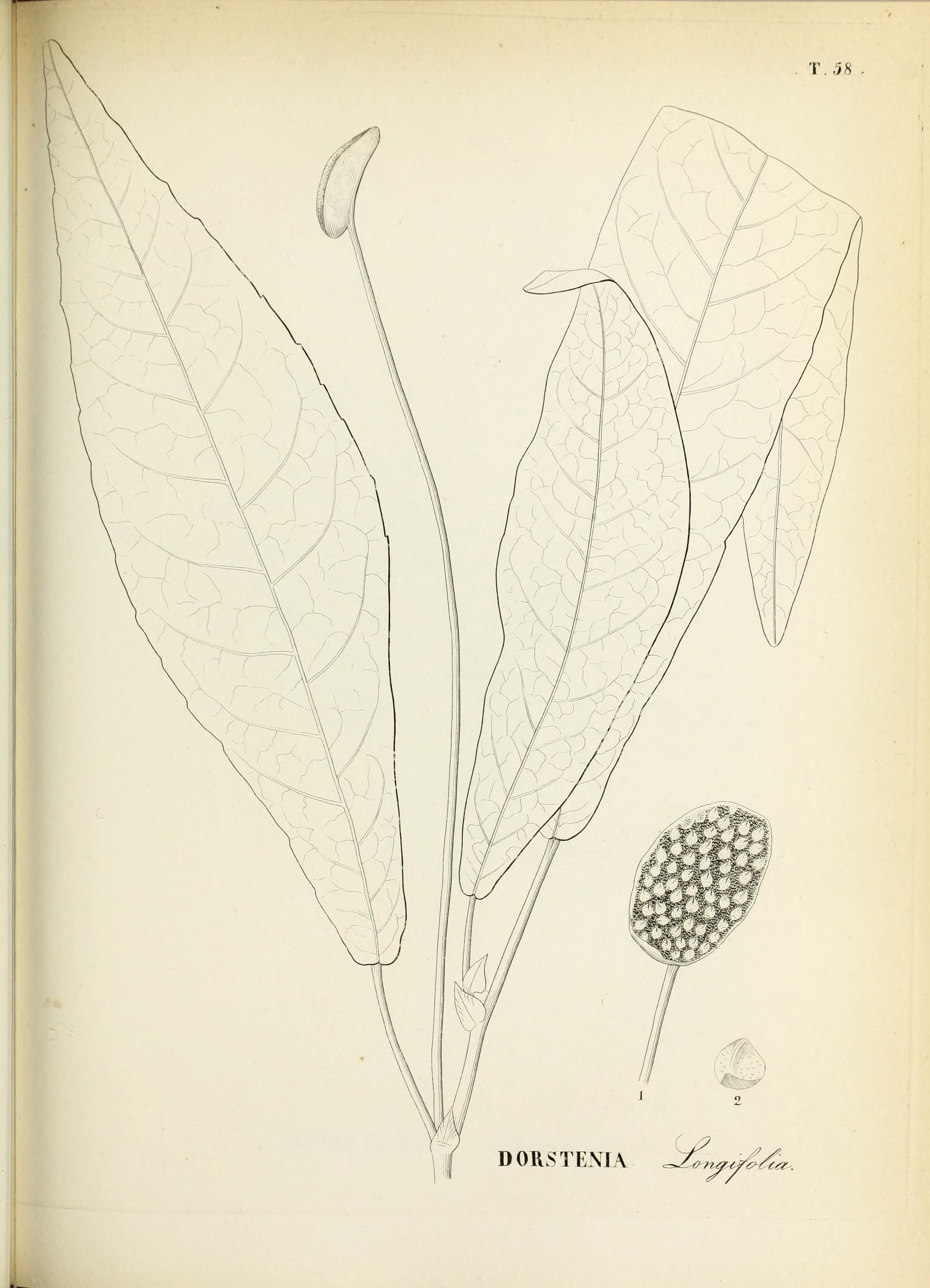 no full size  illustration available (3a)