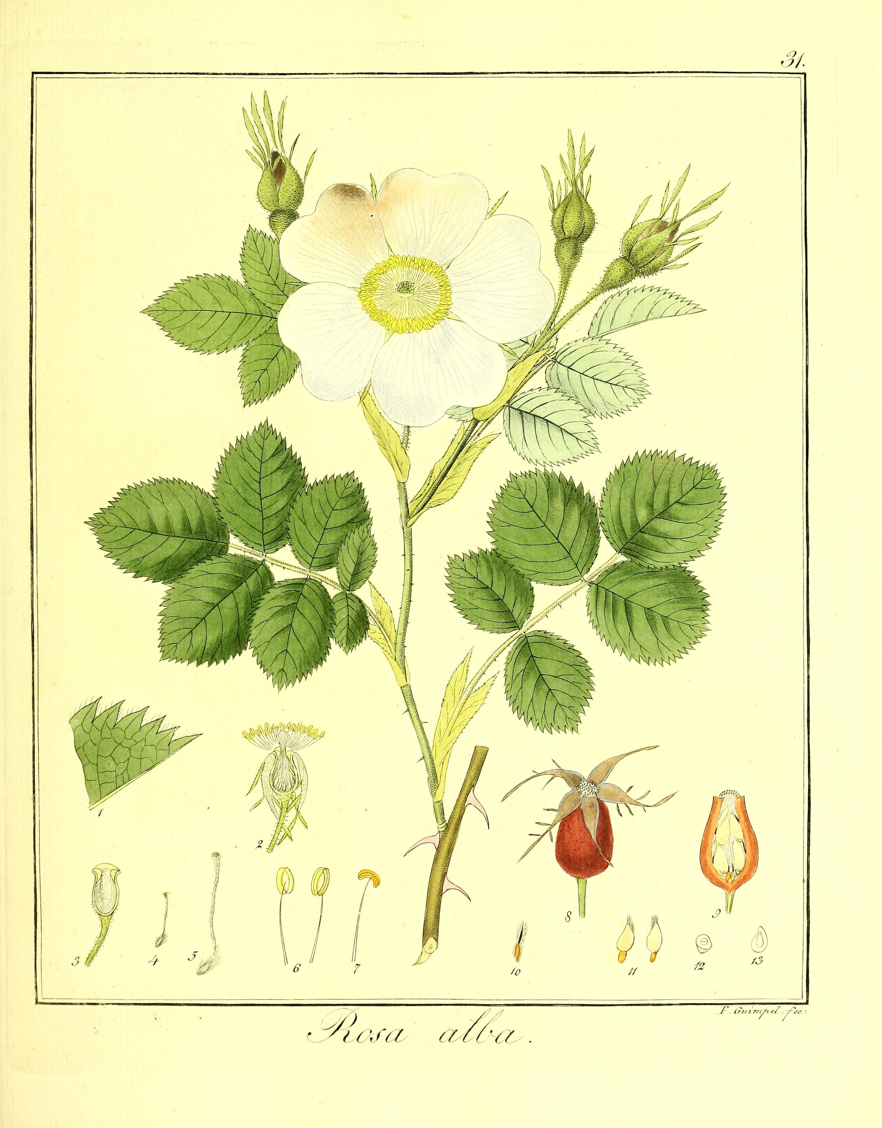 no full size  illustration available (3a)