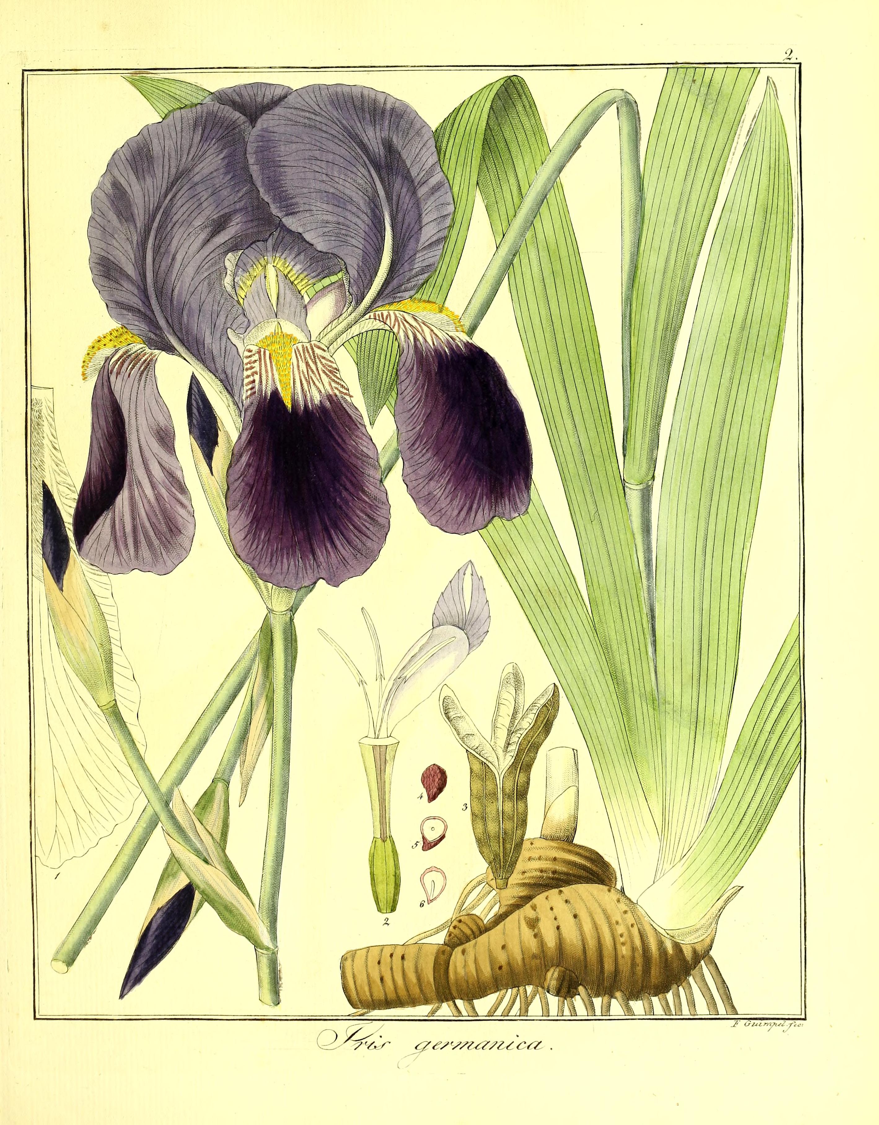 no full size  illustration available (3a)