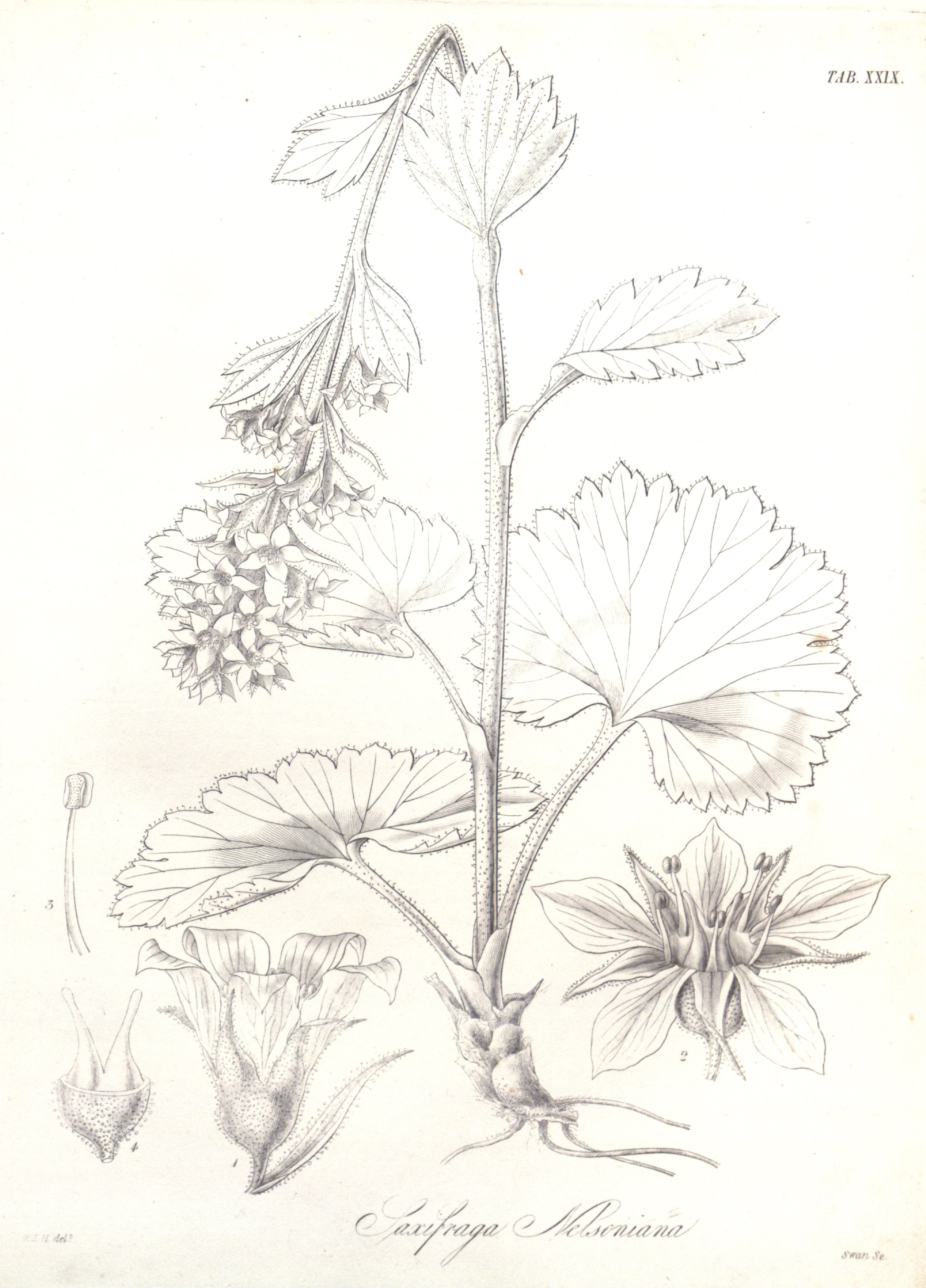 no full size  illustration available (3a)