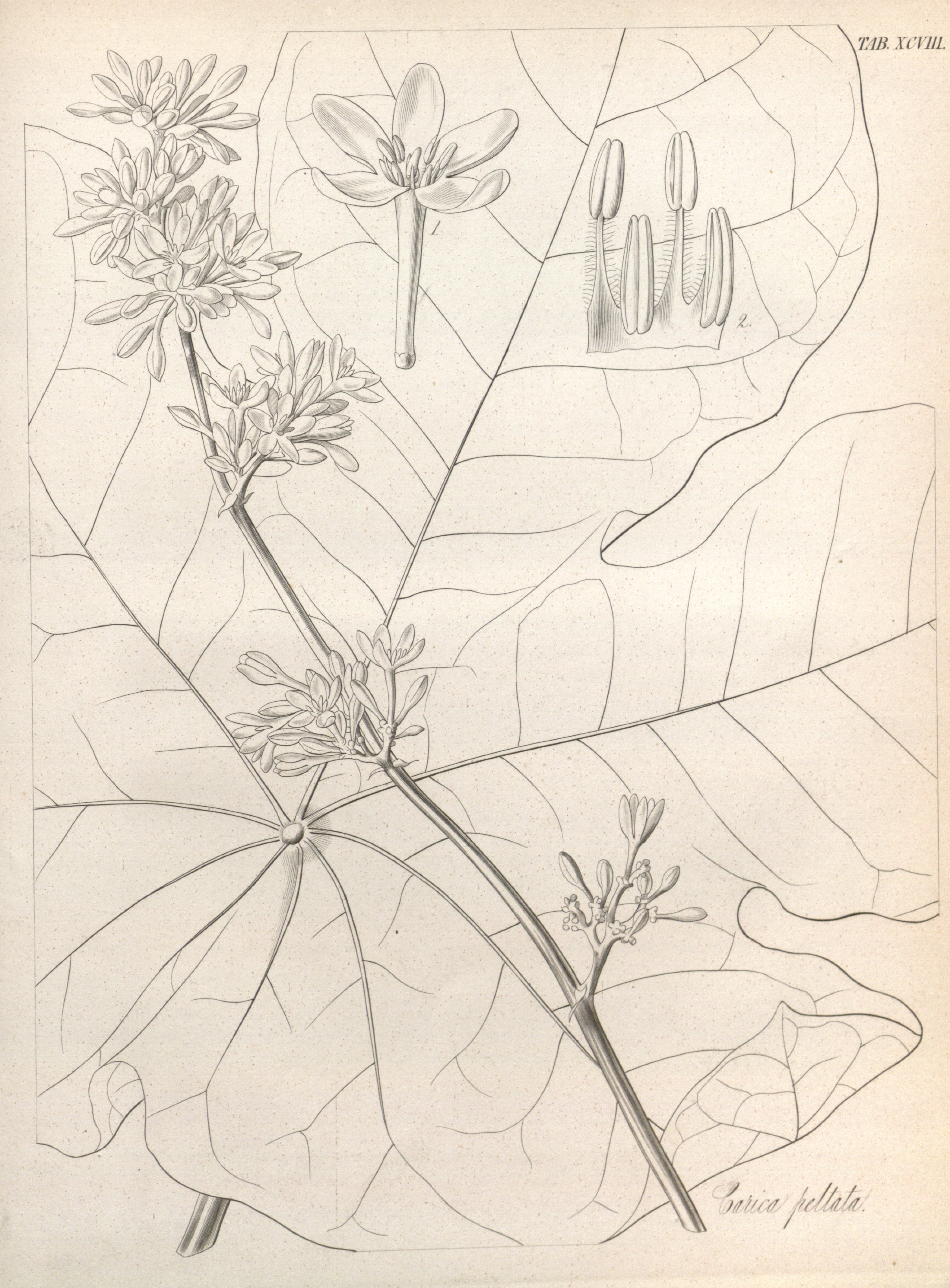 no full size  illustration available (3a)