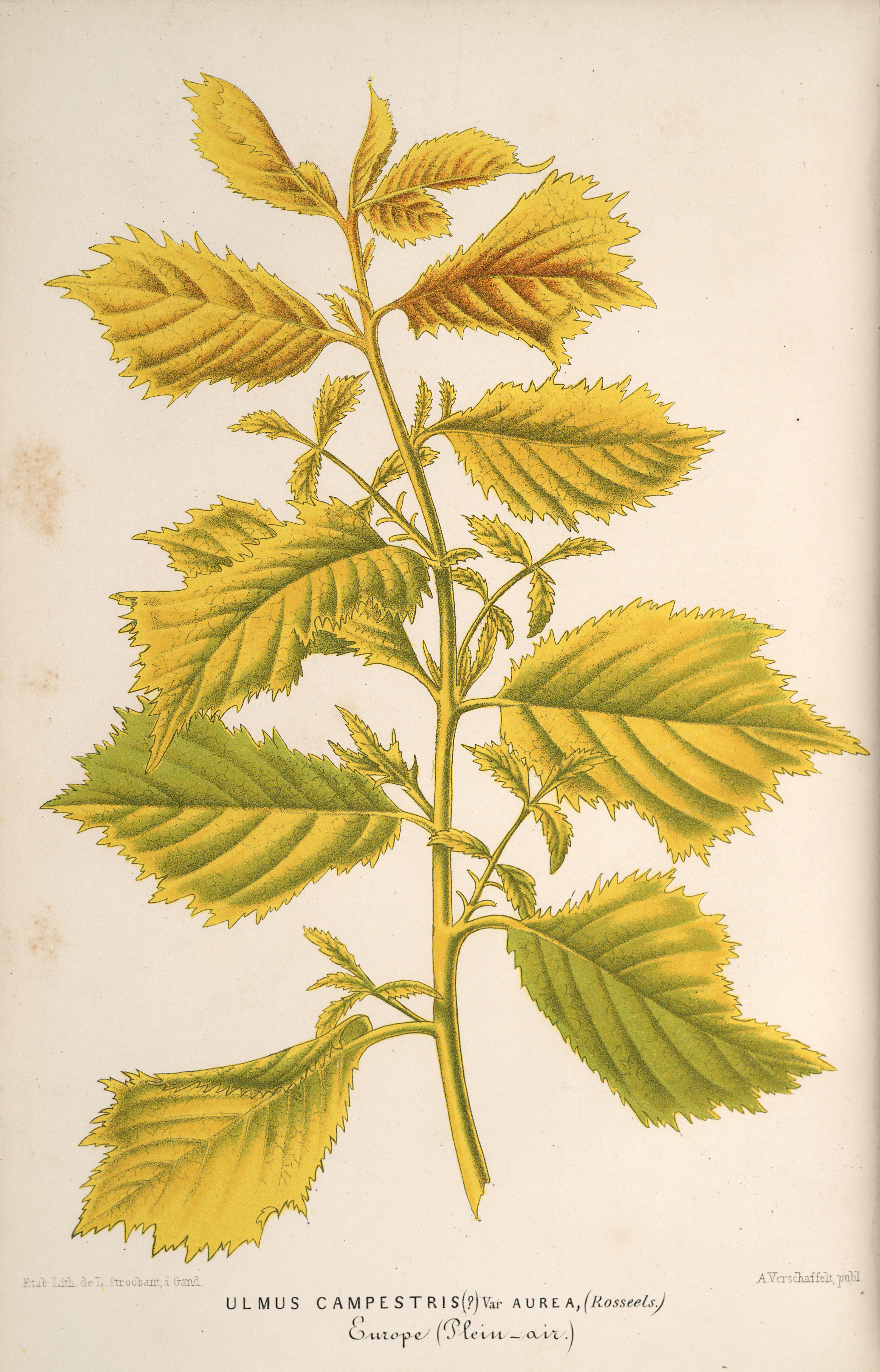 no full size  illustration available (3a)