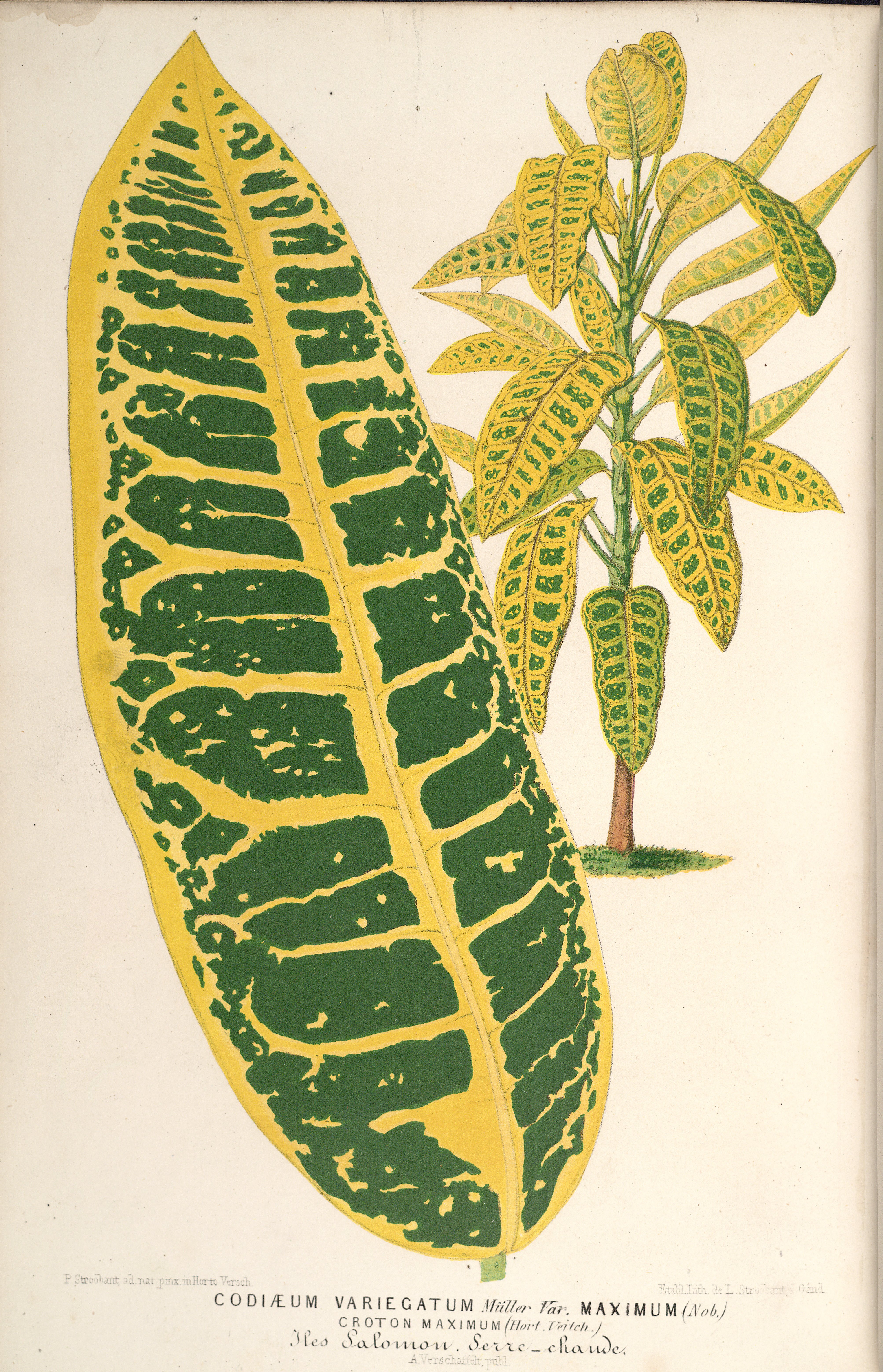 no full size  illustration available (3a)