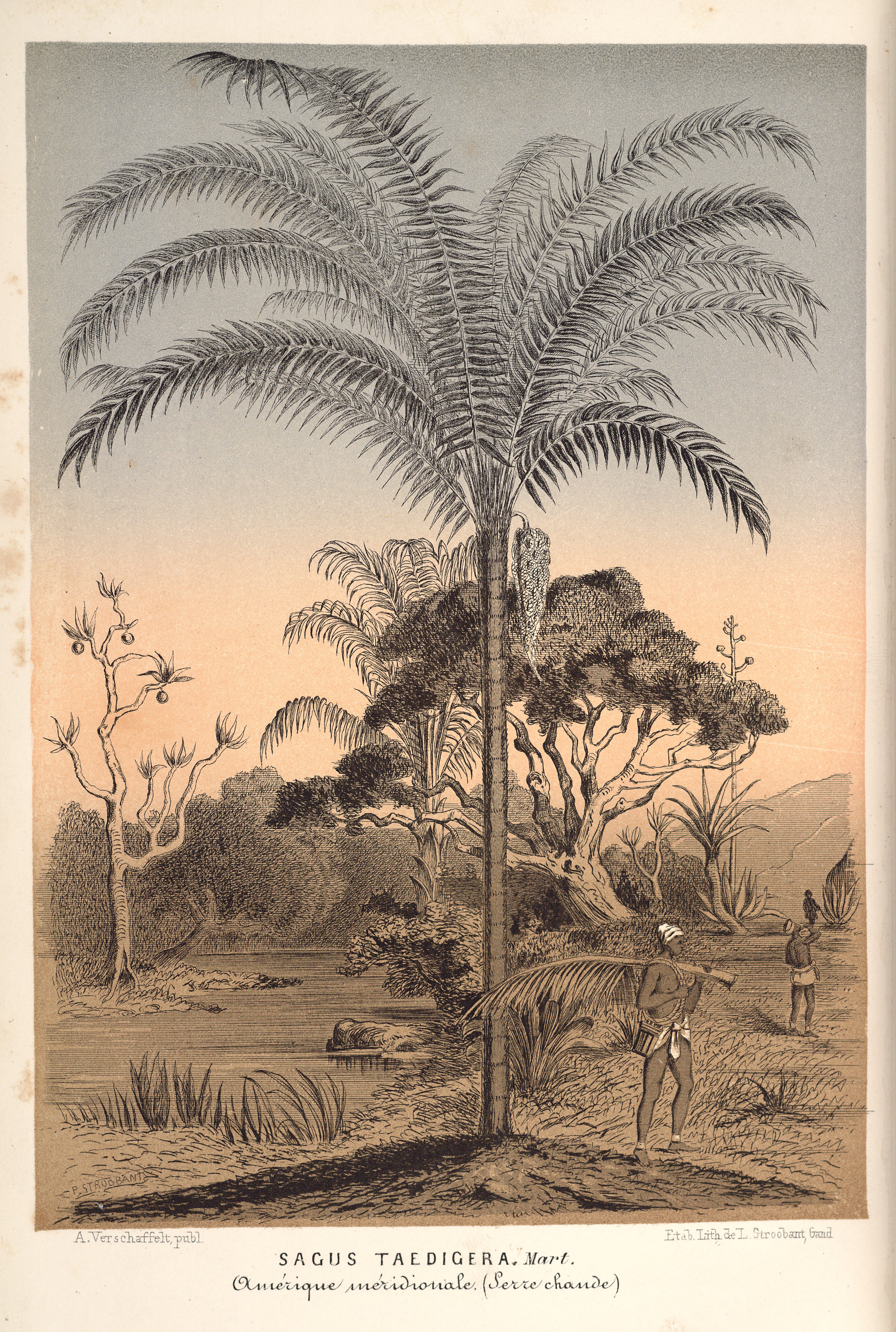 no full size  illustration available (3a)