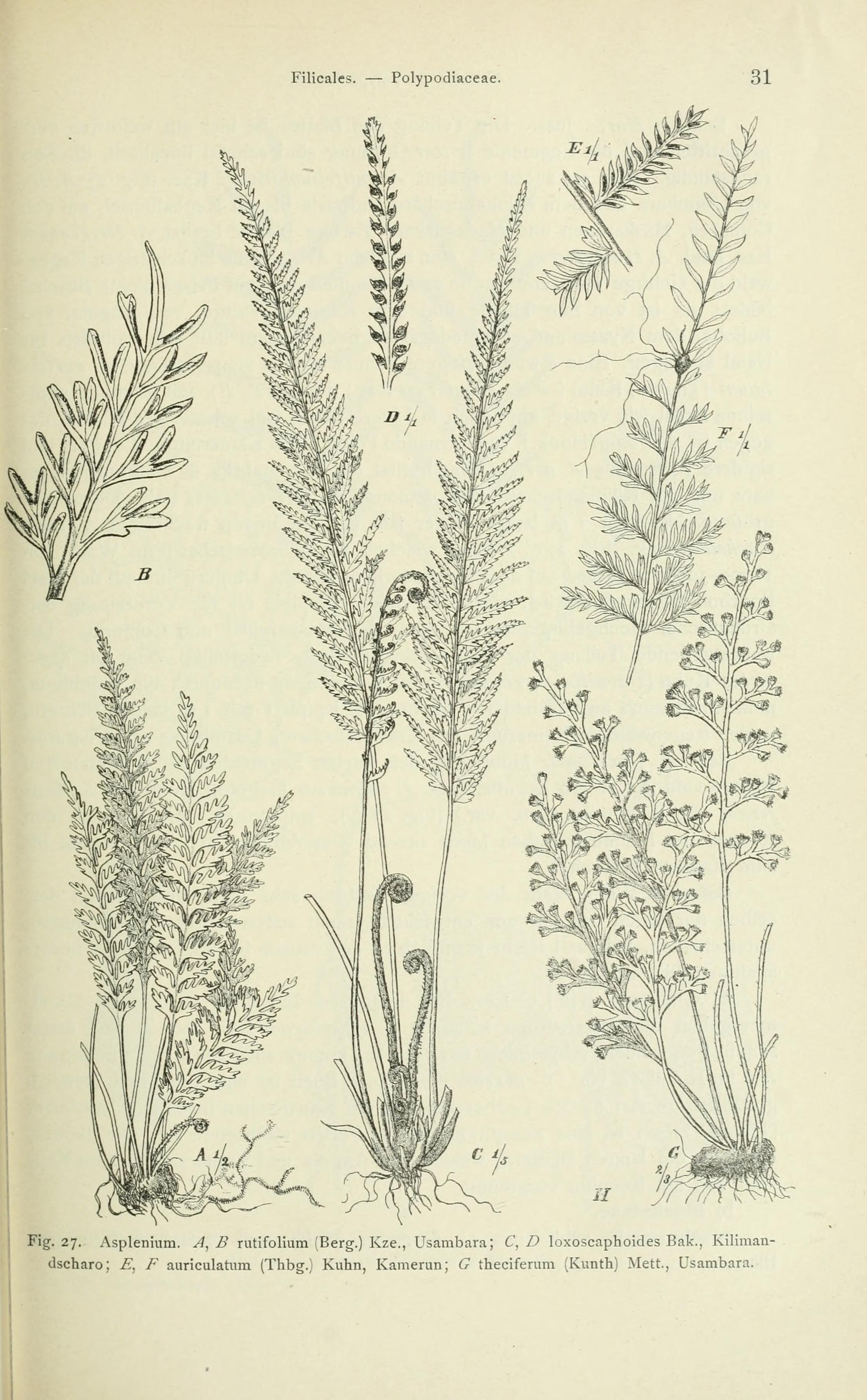 no full size  illustration available (3a)