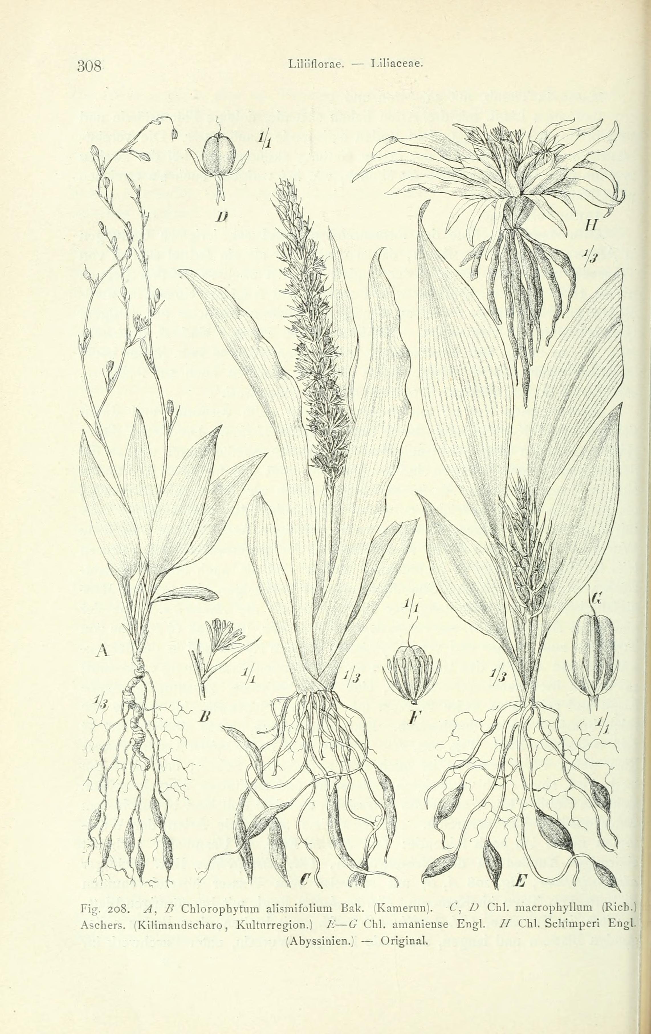 no full size  illustration available (3a)