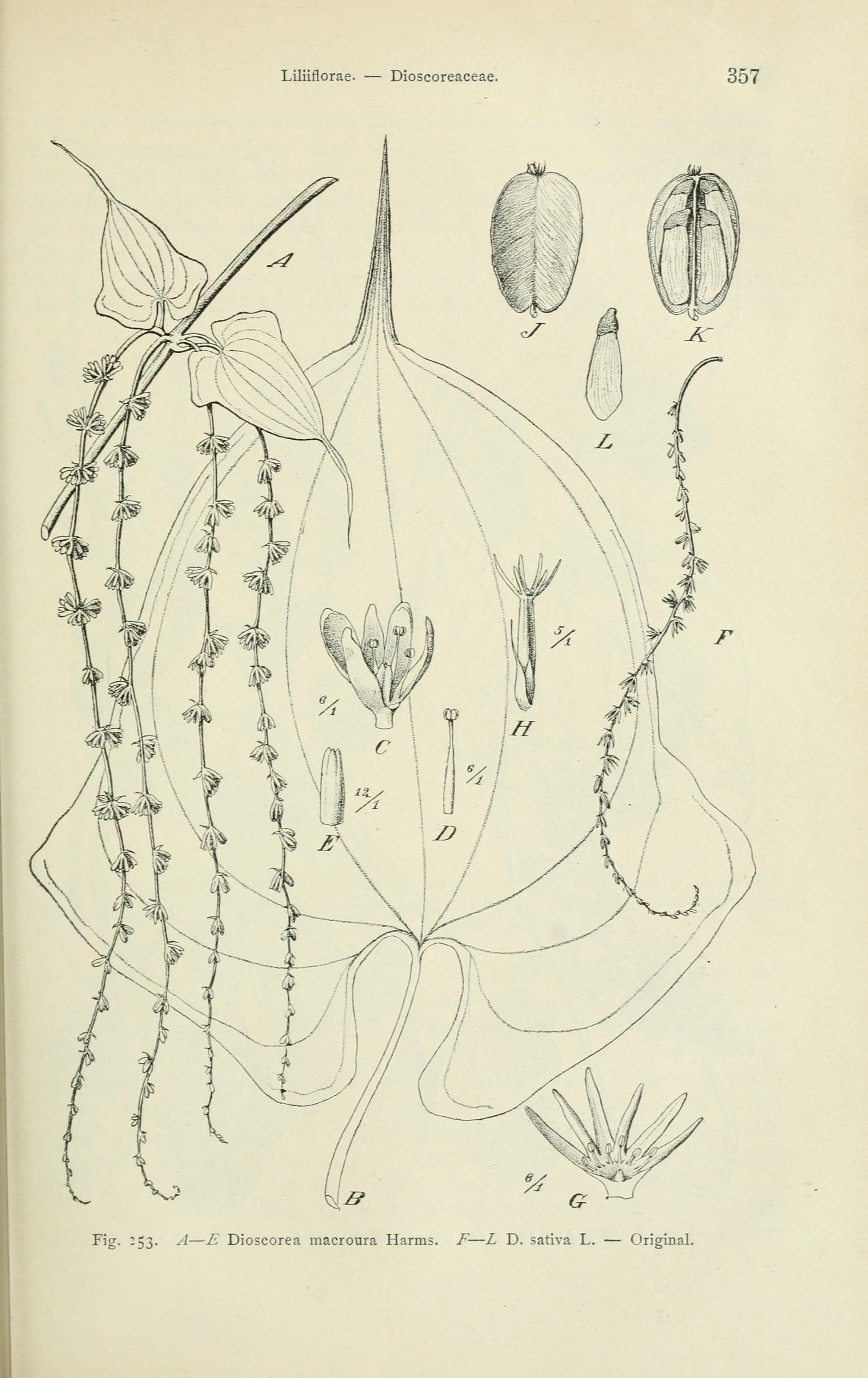 no full size  illustration available (3a)