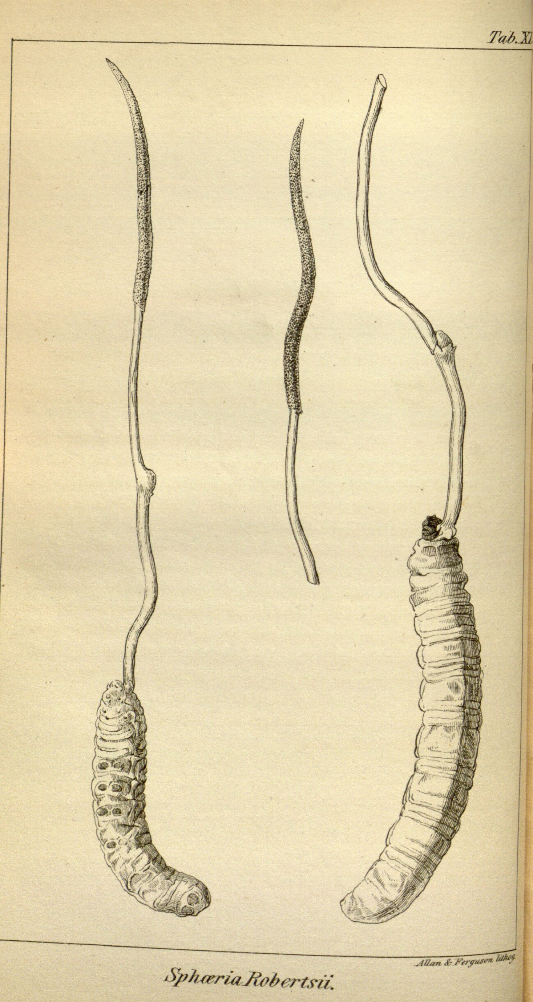 no full size  illustration available (3a)